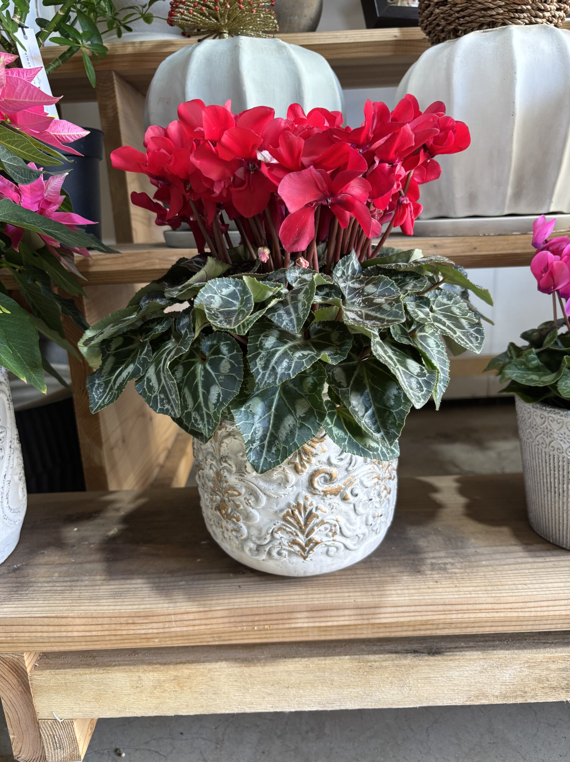 シクラメン・ジックス　5.5号 - 画像 (3)