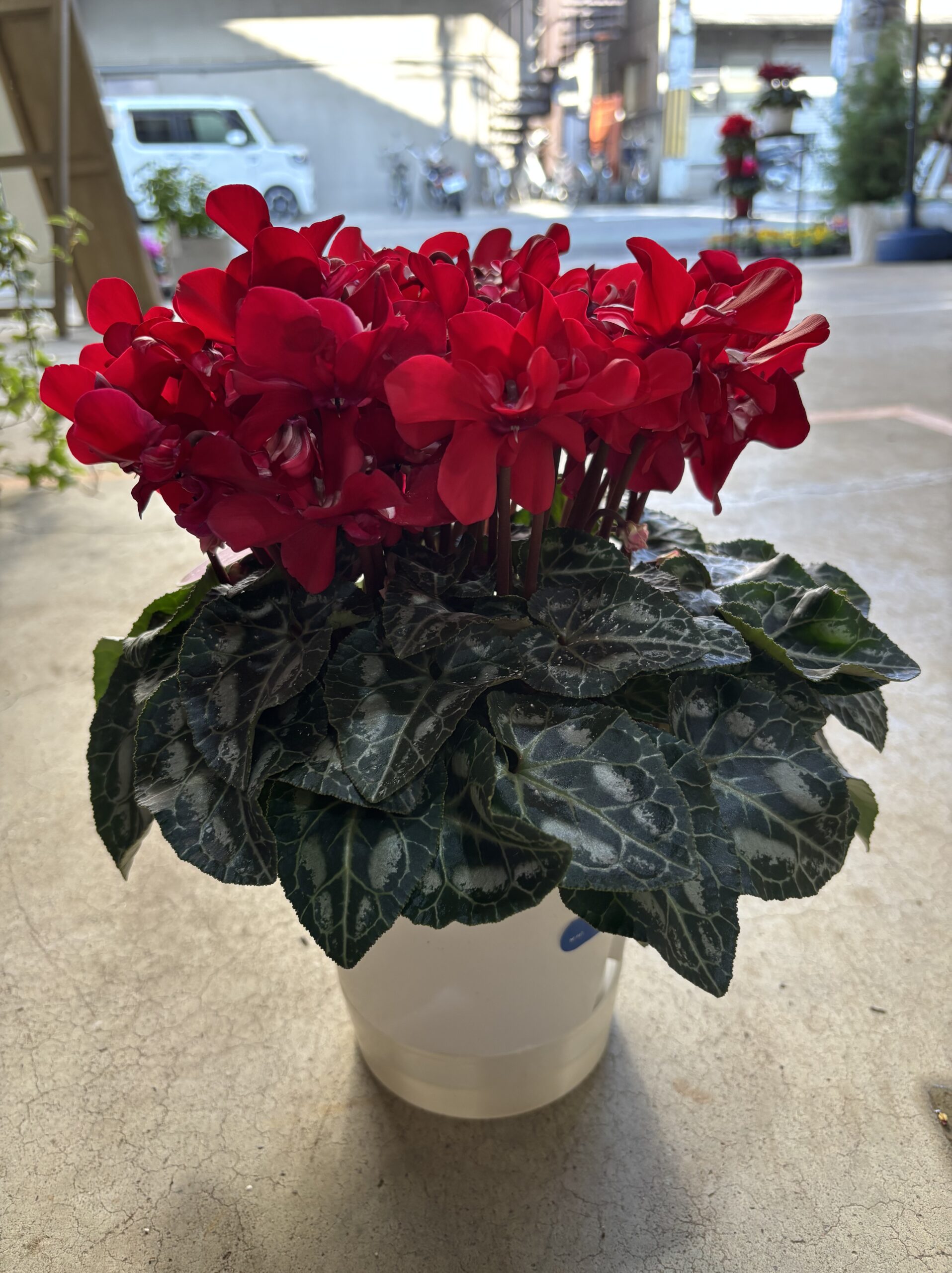 シクラメン・ジックス　5.5号 - 画像 (4)