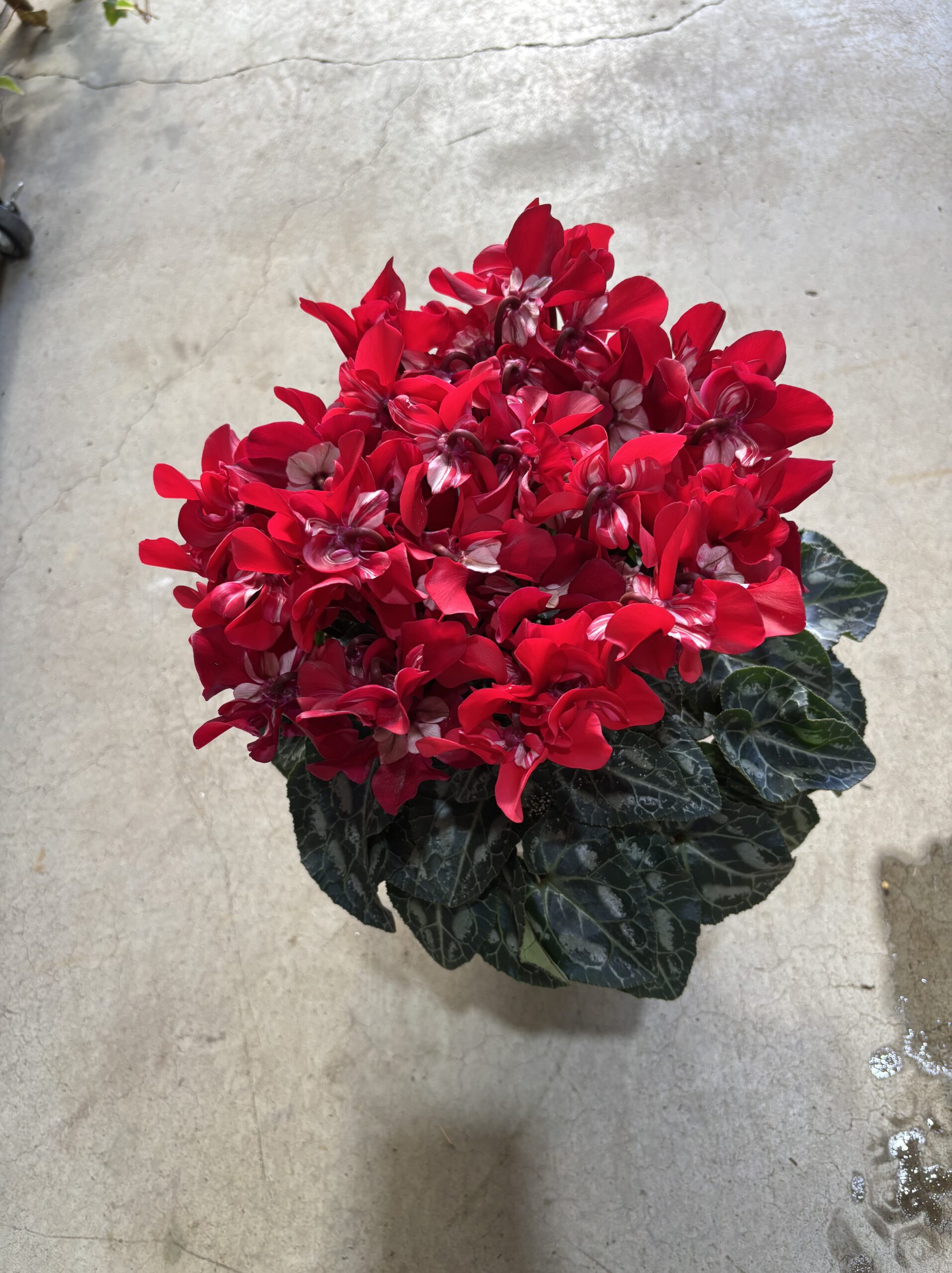 シクラメン・ジックス　5.5号 - 画像 (5)