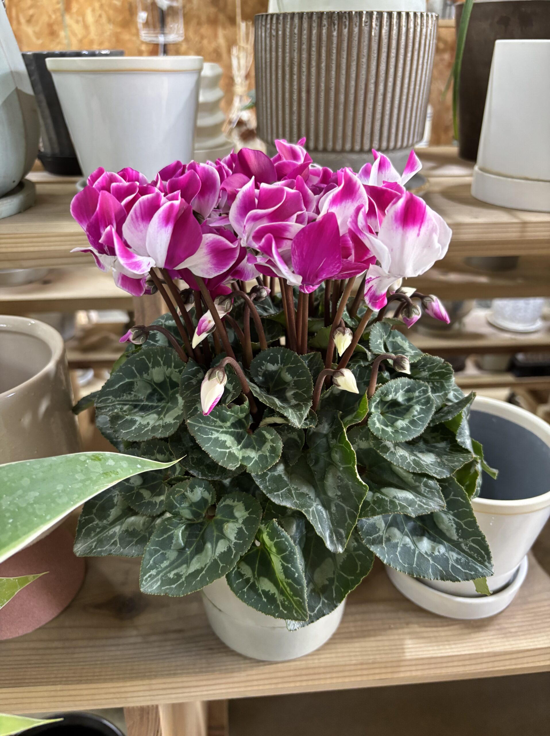 シクラメン・インディアカ 5号