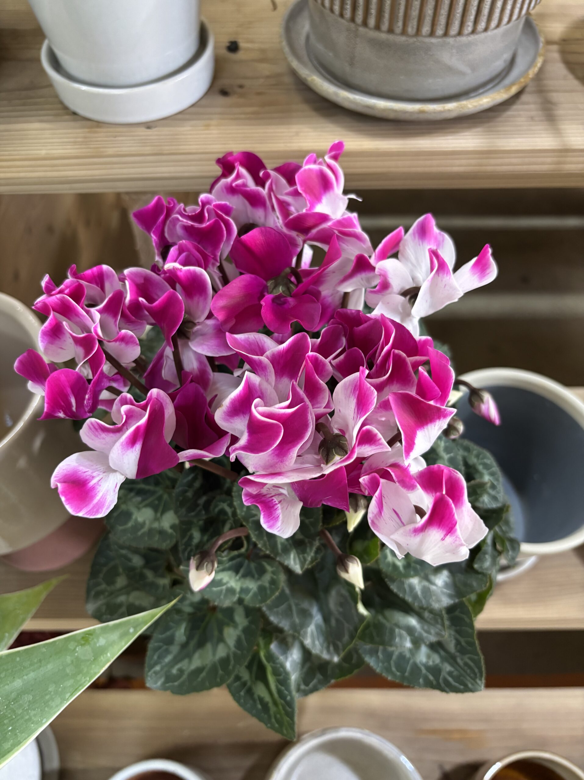 シクラメン・インディアカ　5号 - 画像 (2)