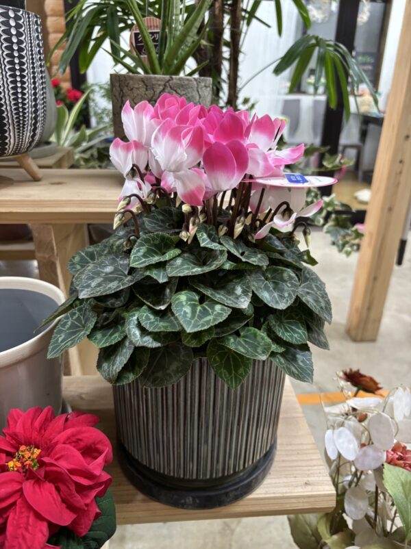 シクラメン・インディアカ 5号 | Plants Shop Big Smile 通販