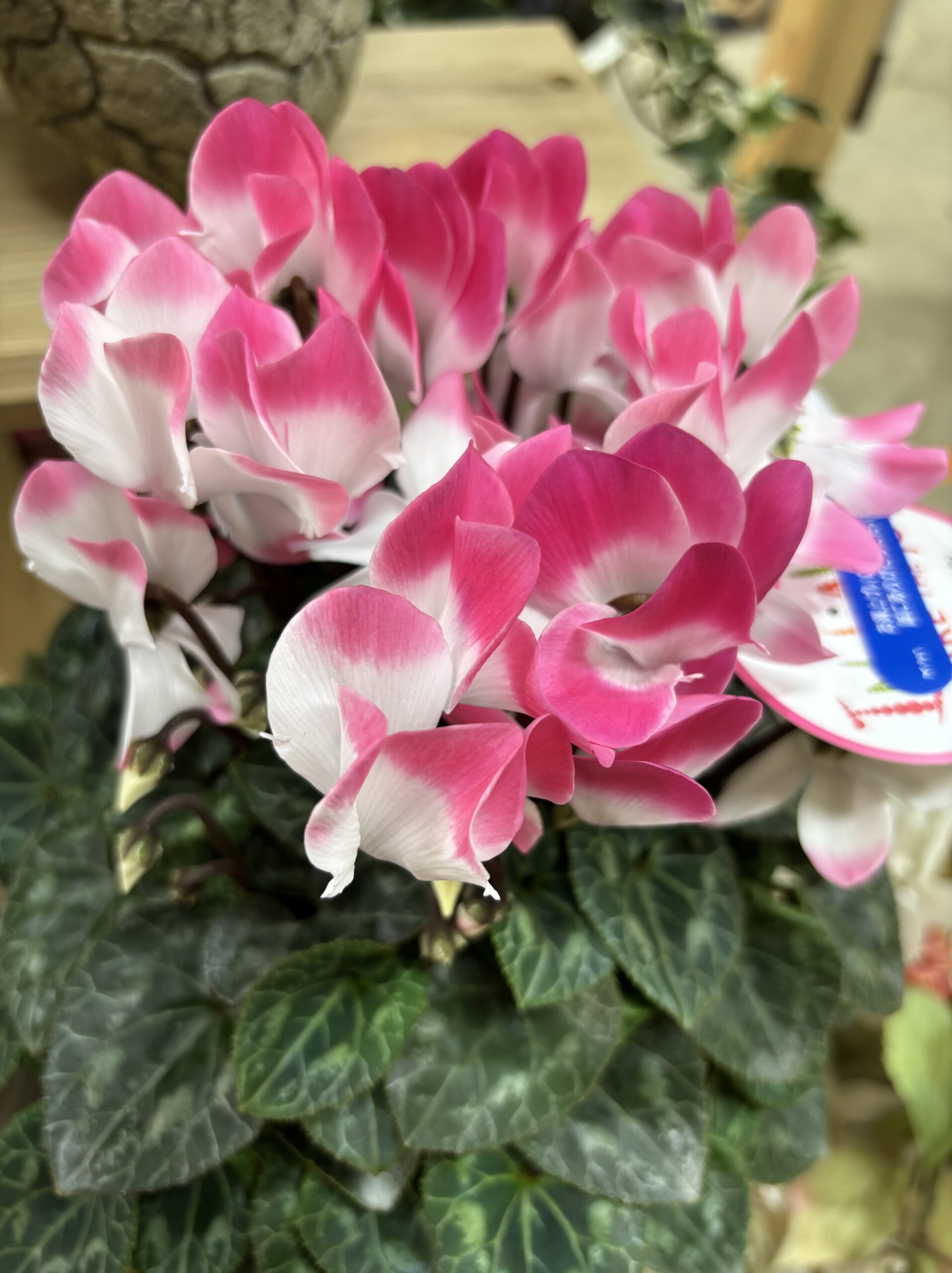 シクラメン・インディアカ　5号 - 画像 (4)