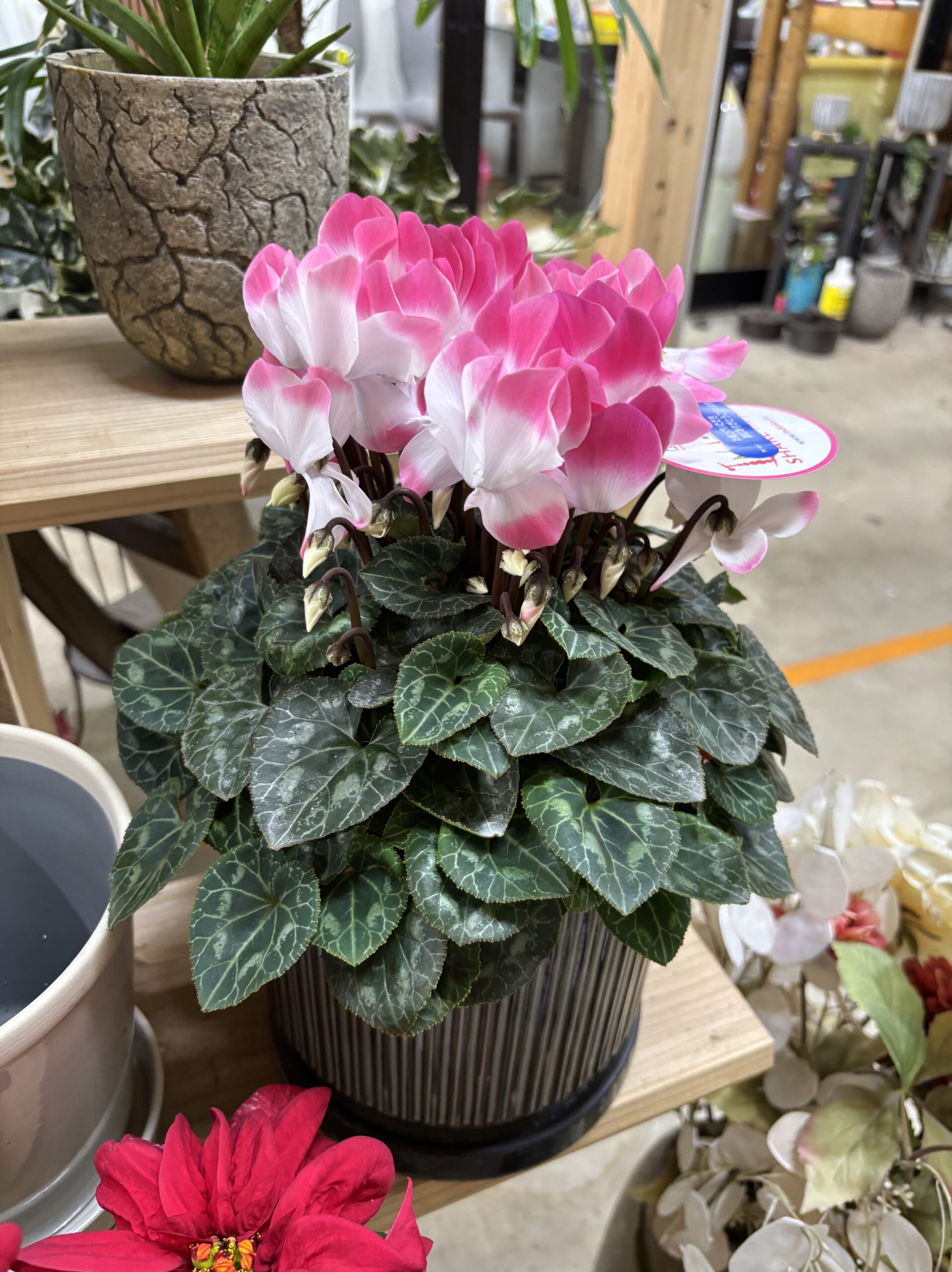 シクラメン・インディアカ　5号 - 画像 (5)