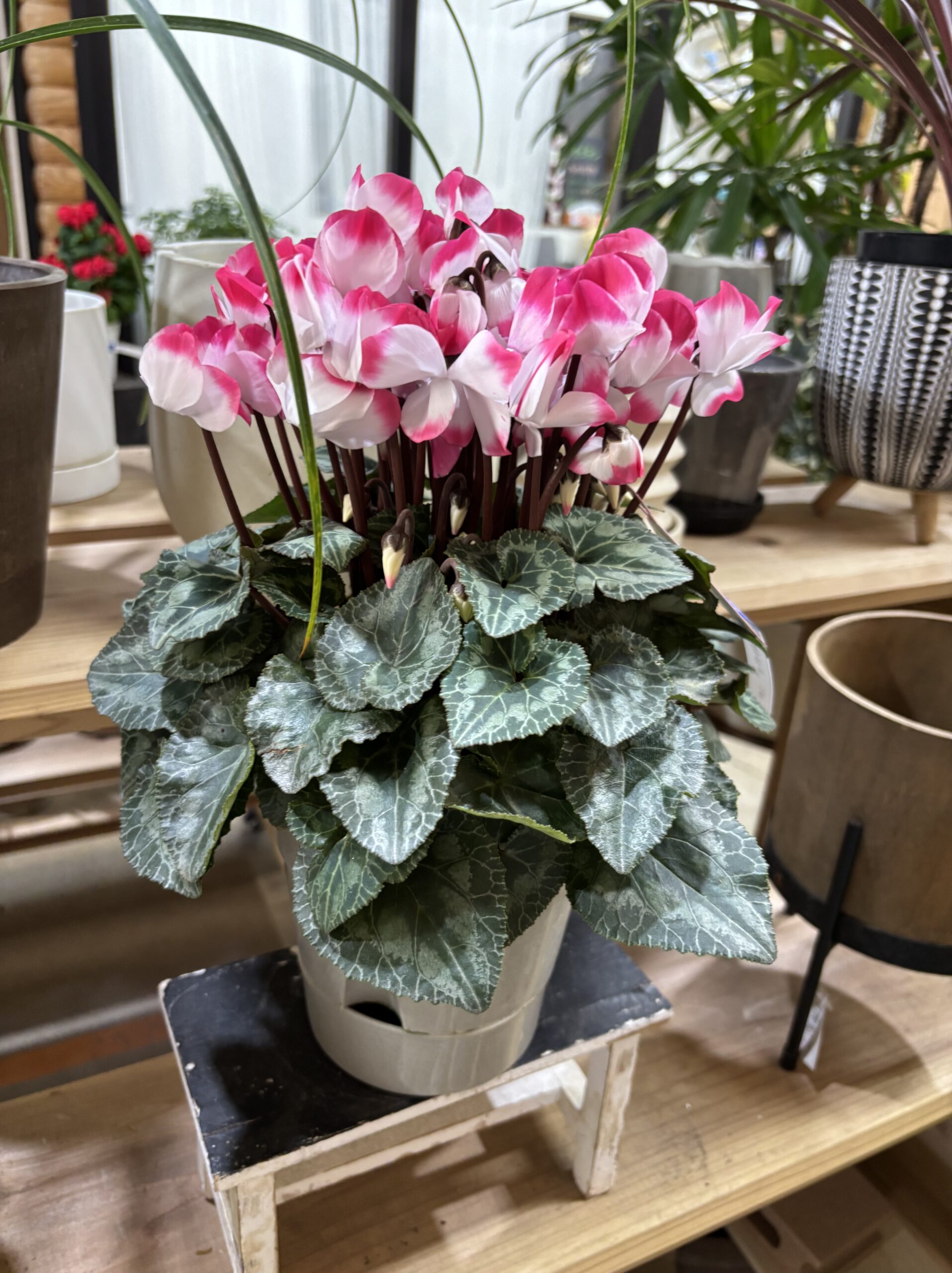 シクラメン・インディアカ　5号 - 画像 (6)