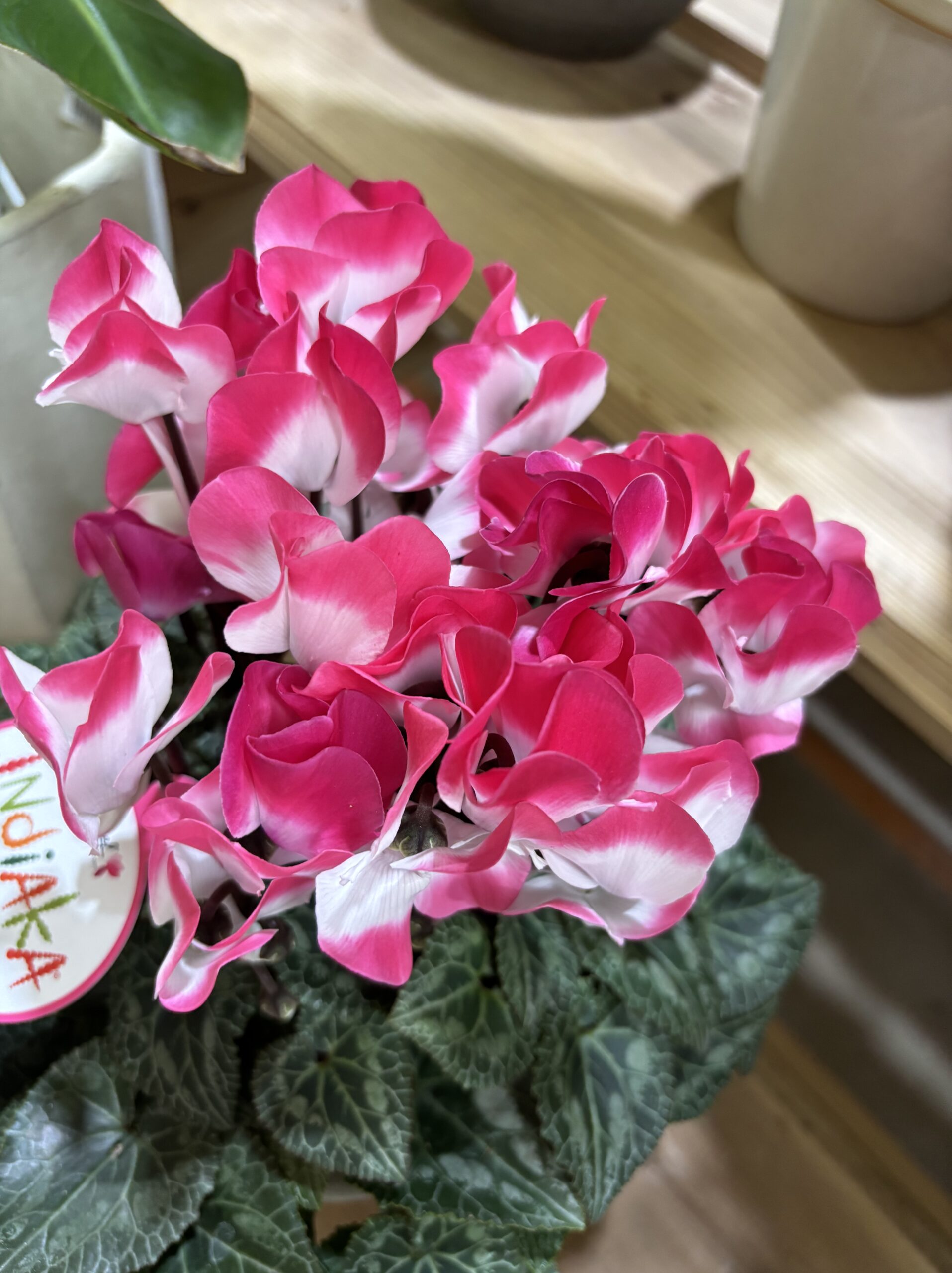 シクラメン・インディアカ　5号 - 画像 (7)