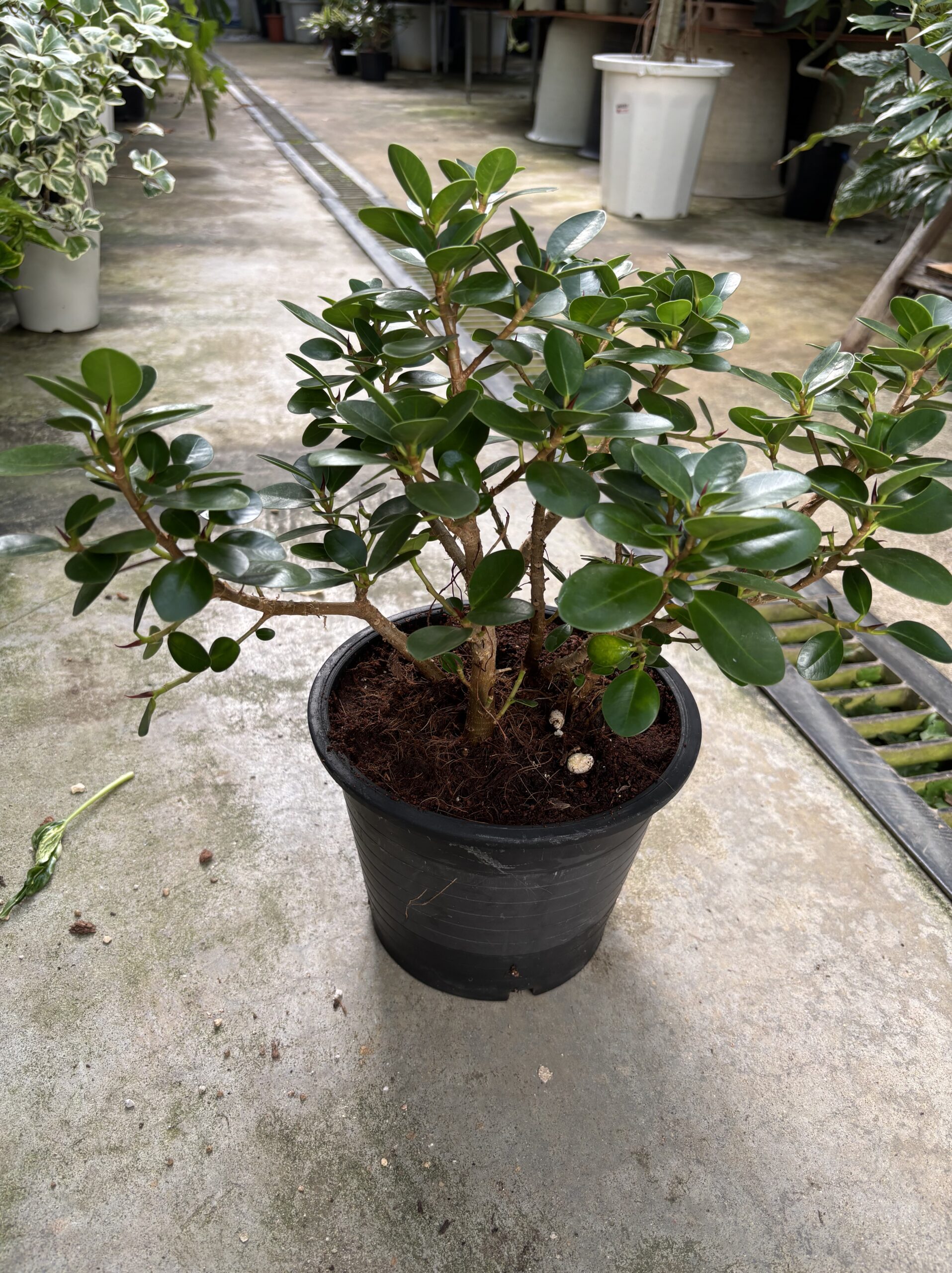 パンダガジュマル - 画像 (6)