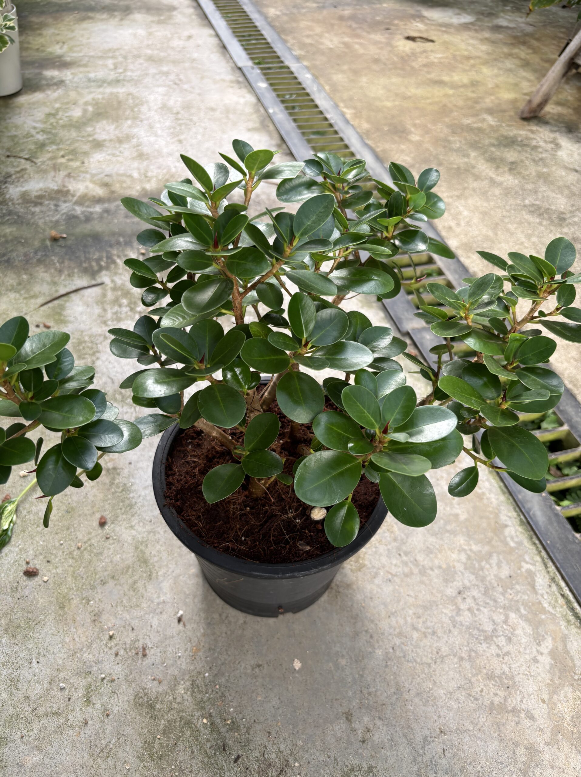 パンダガジュマル - 画像 (7)