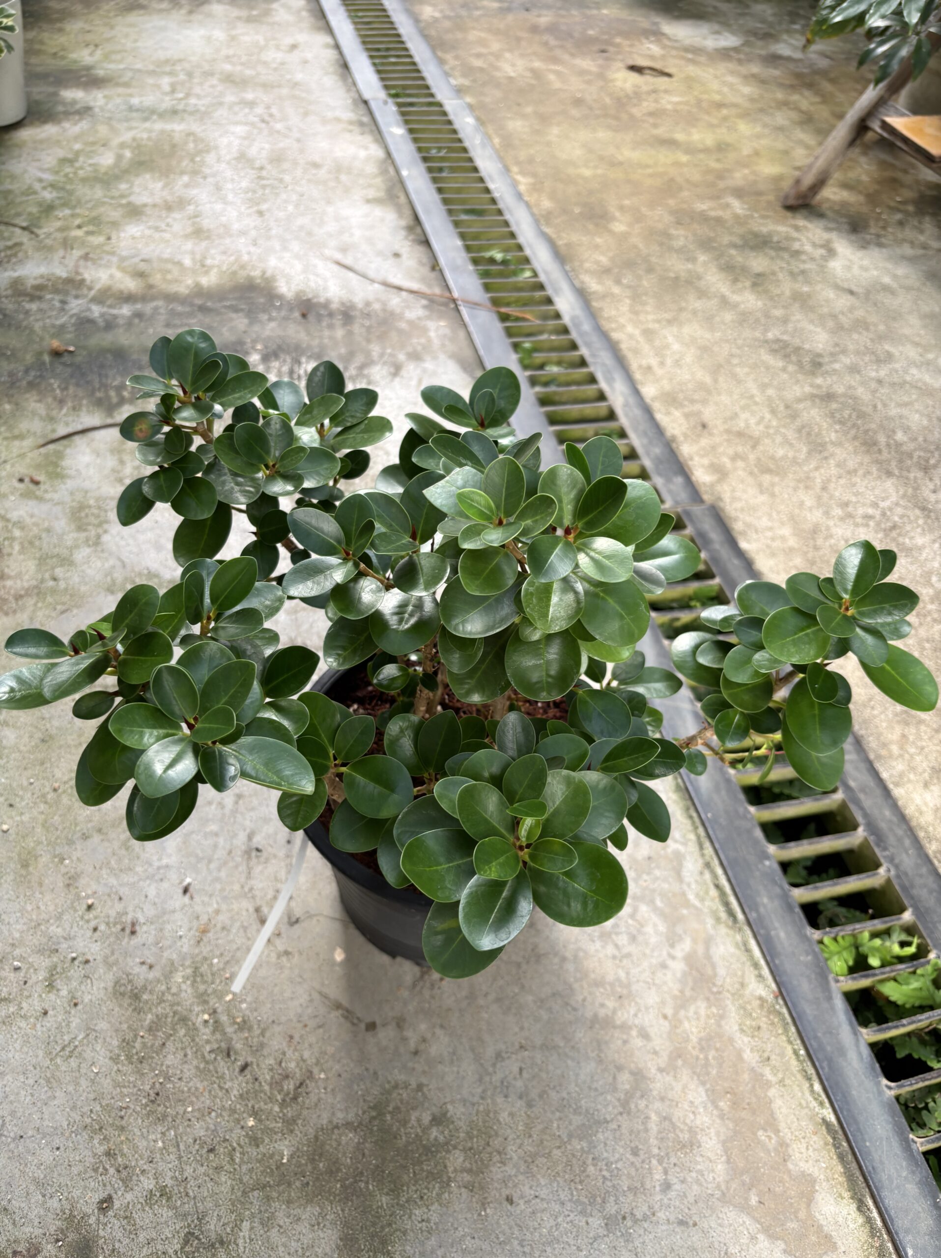 パンダガジュマル - 画像 (9)