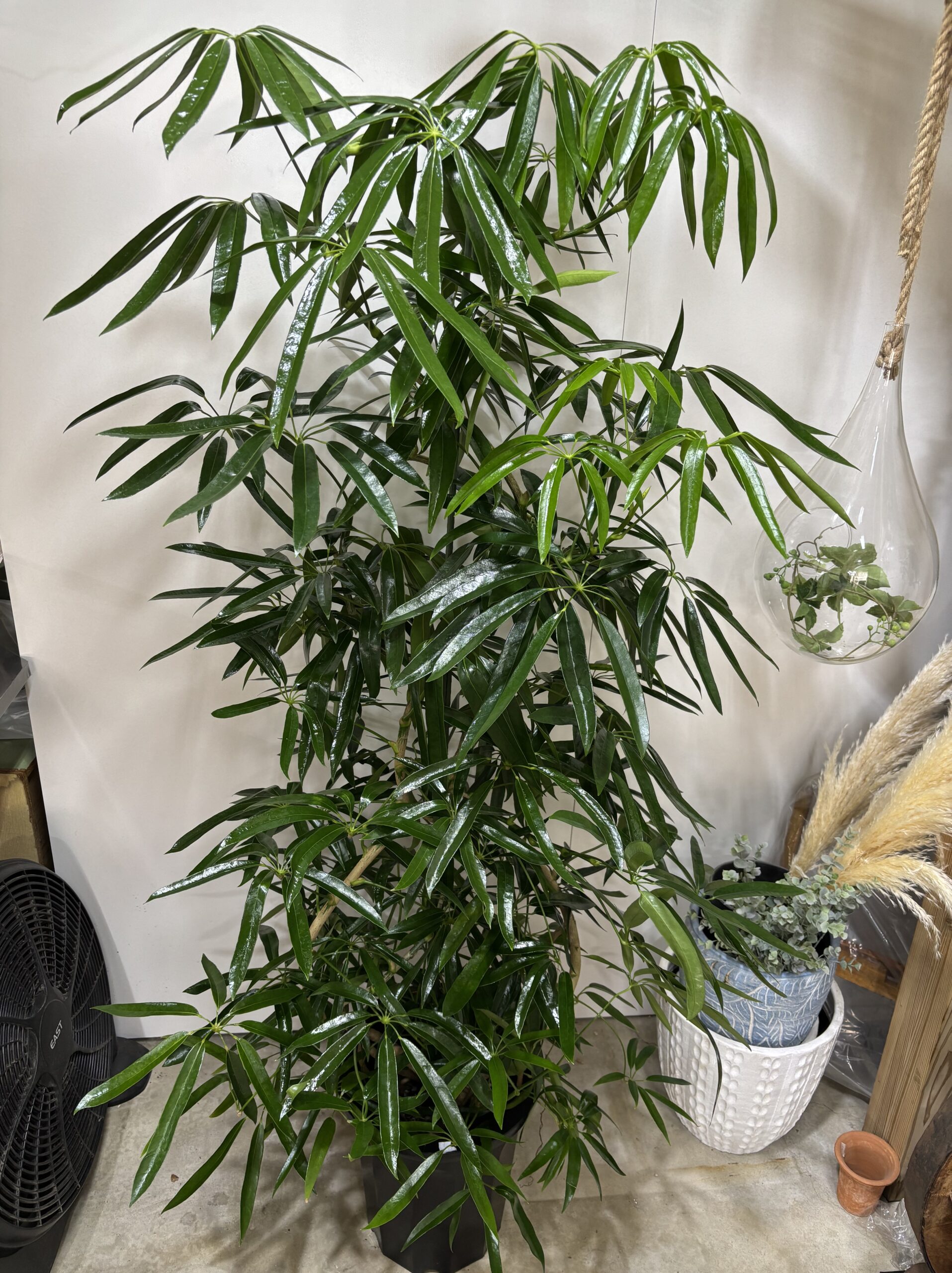 シェフレラ・アンガスティンフォリア　曲がり　尺鉢 - 画像 (9)