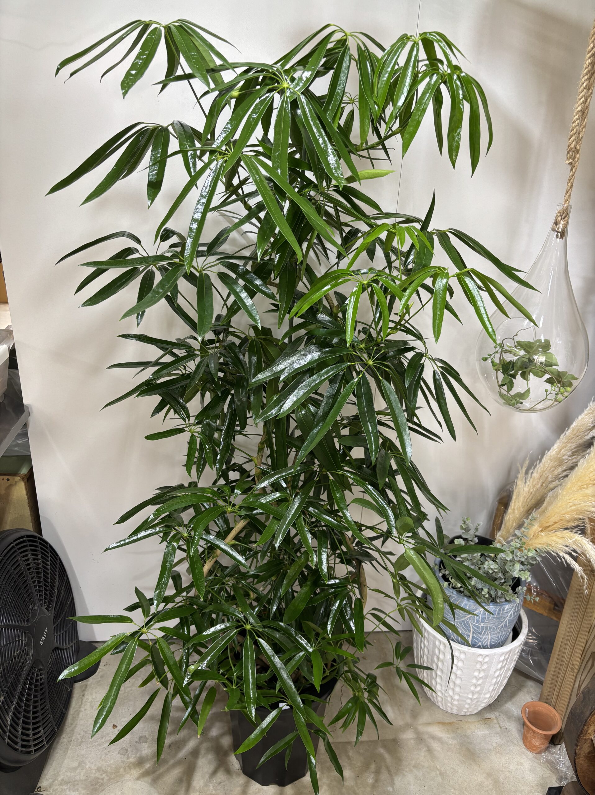 シェフレラ・アンガスティンフォリア　曲がり　尺鉢 - 画像 (8)