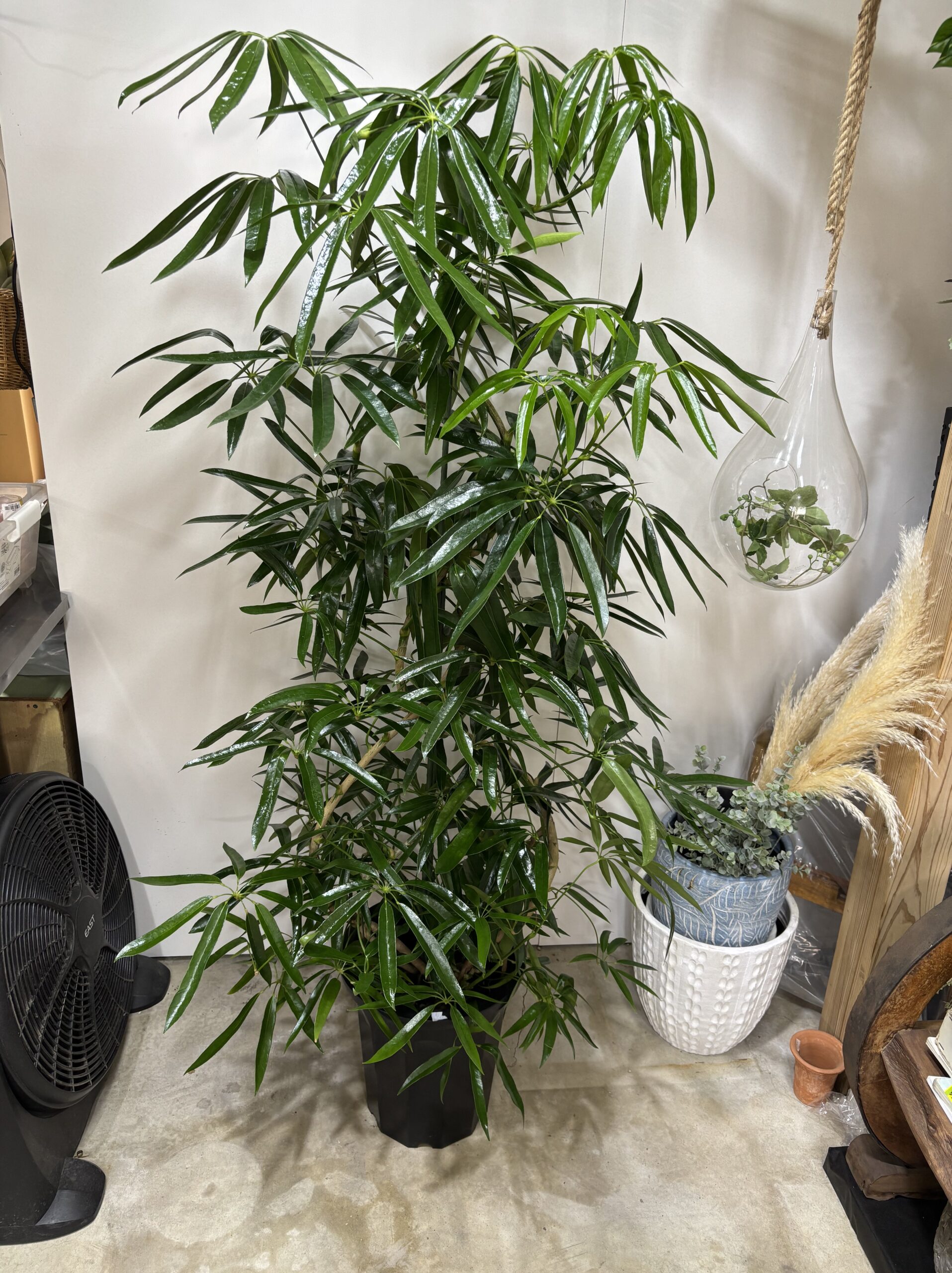 シェフレラ・アンガスティンフォリア　曲がり　尺鉢