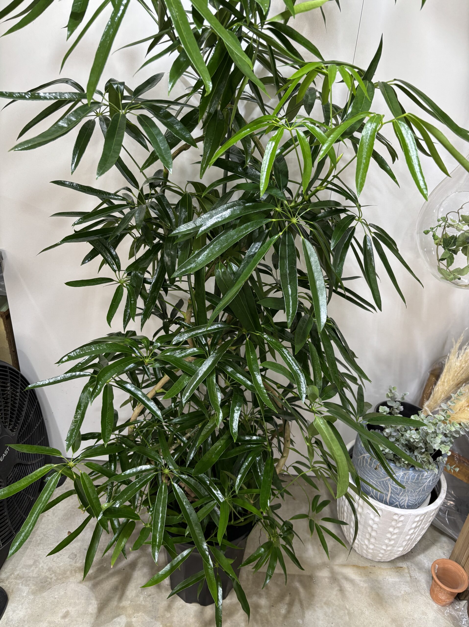 シェフレラ・アンガスティンフォリア　曲がり　尺鉢 - 画像 (2)