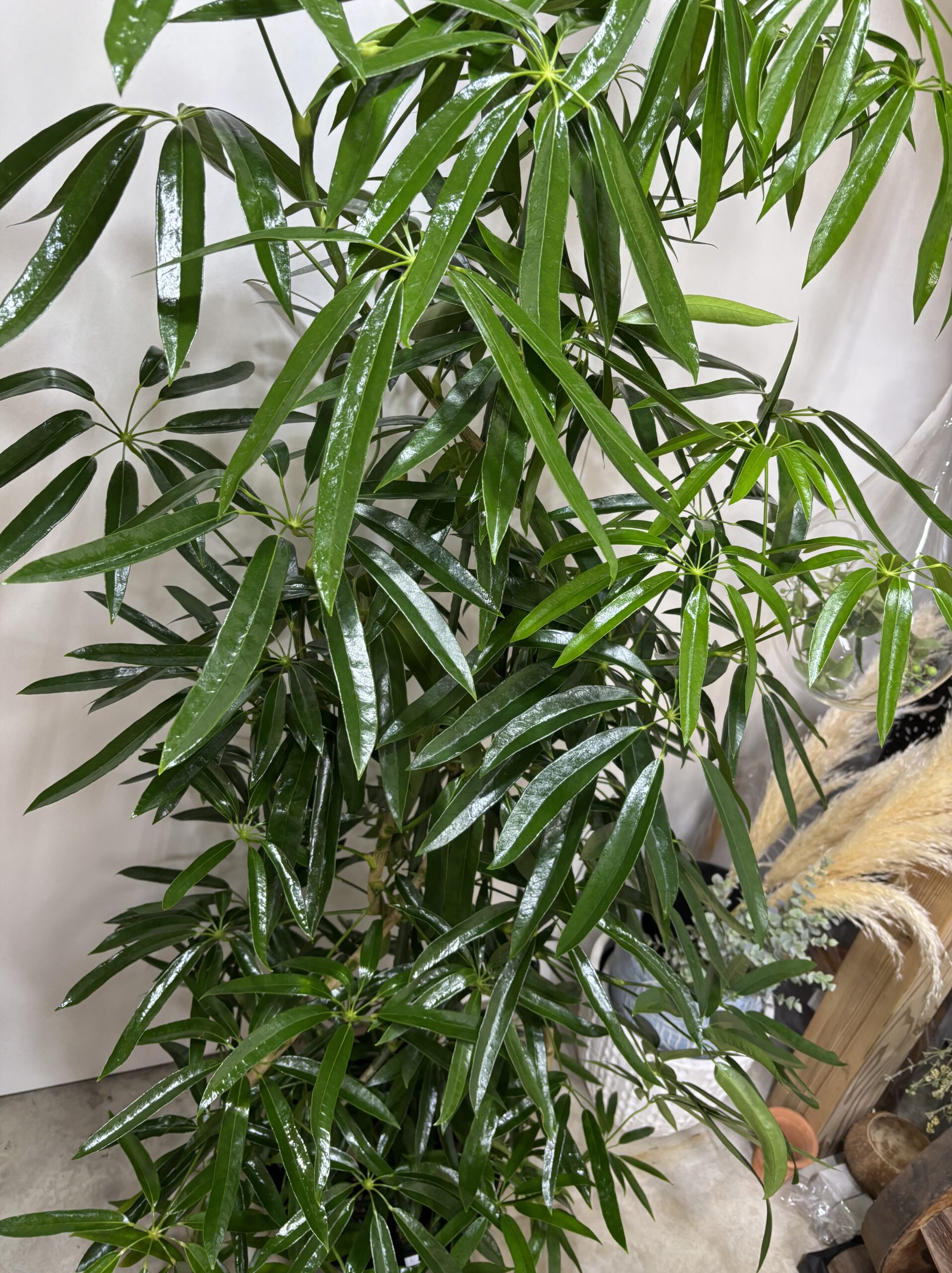 シェフレラ・アンガスティンフォリア　曲がり　尺鉢 - 画像 (3)