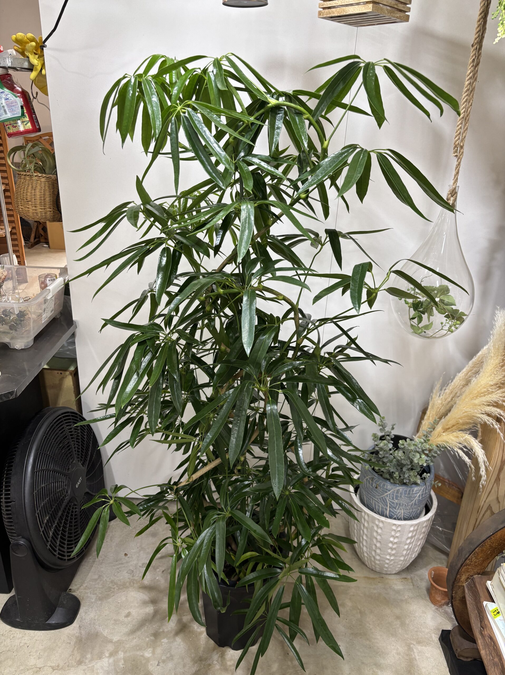 シェフレラ・アンガスティンフォリア　曲がり　尺鉢 - 画像 (6)