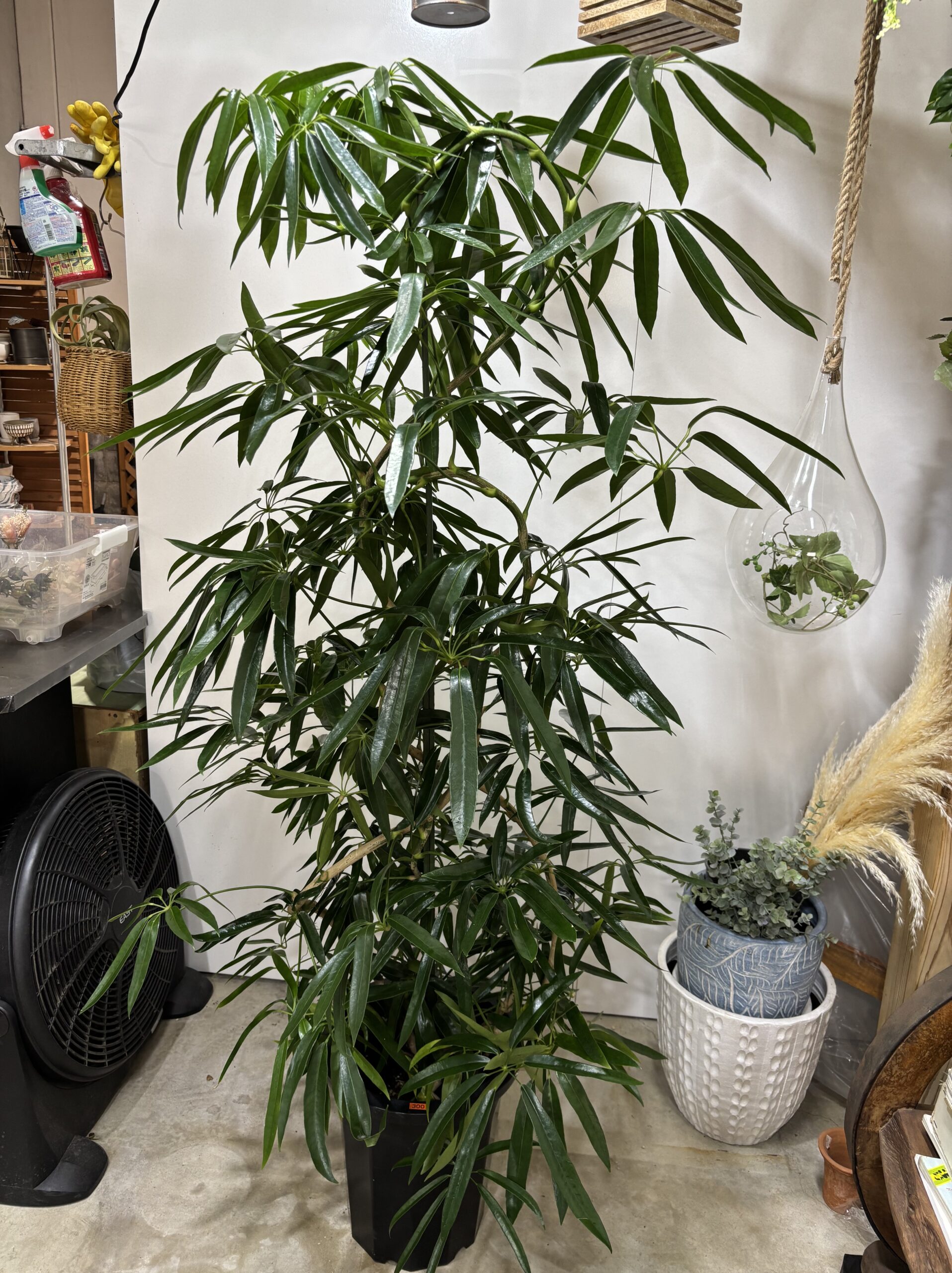 シェフレラ・アンガスティンフォリア　曲がり　尺鉢 - 画像 (5)