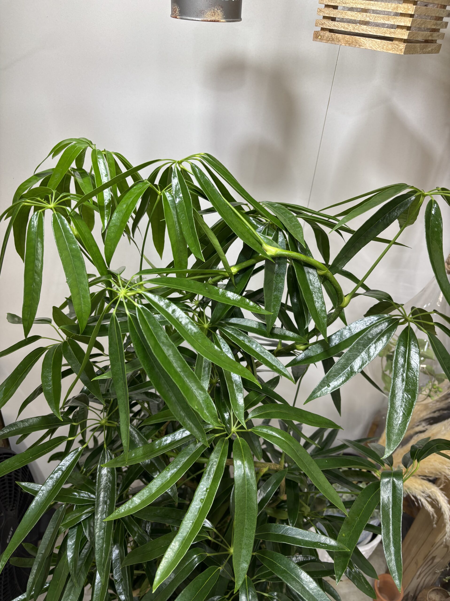 シェフレラ・アンガスティンフォリア　曲がり　尺鉢 - 画像 (4)