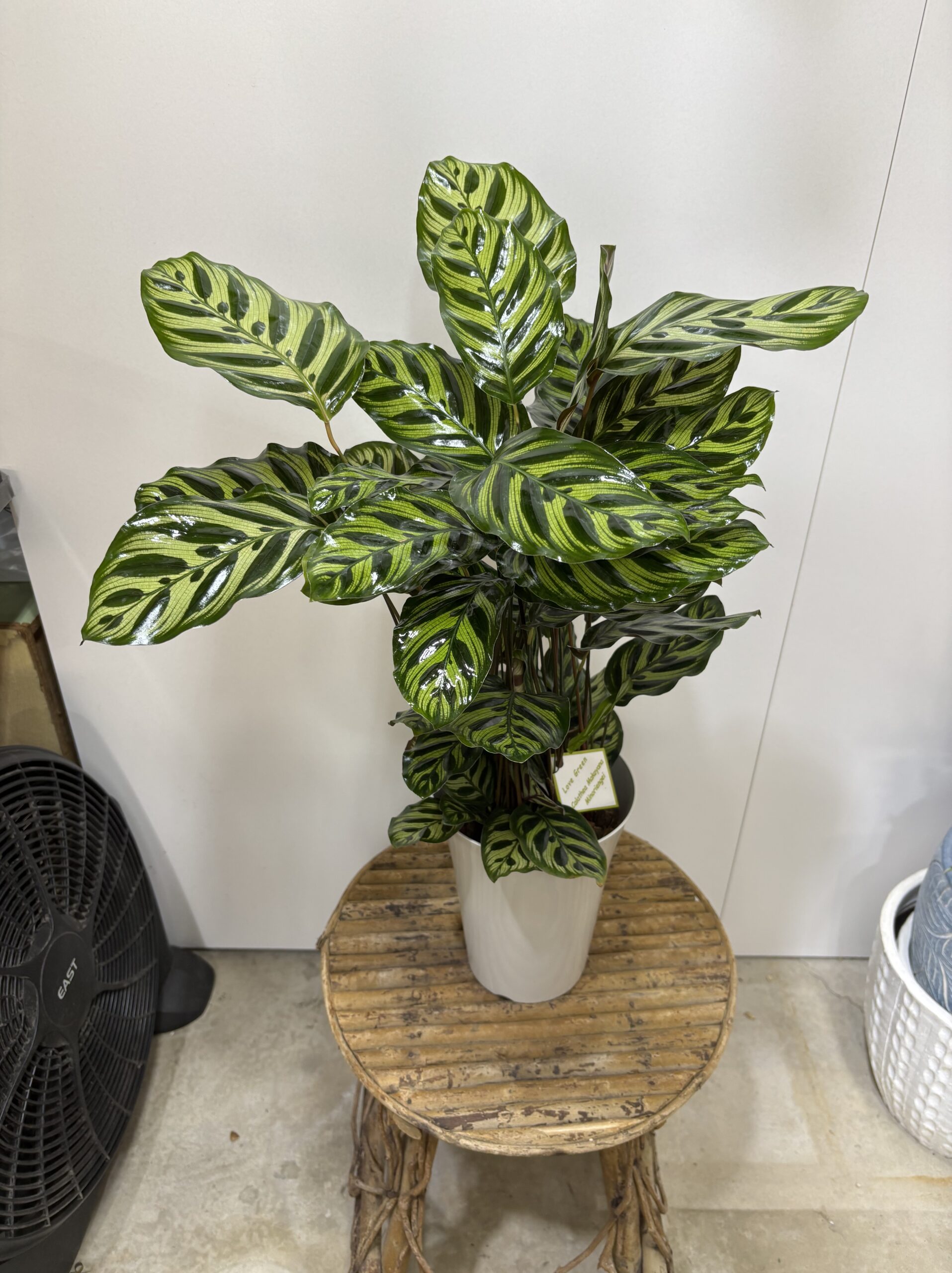 カラテア・マコヤナ　６号 - 画像 (4)