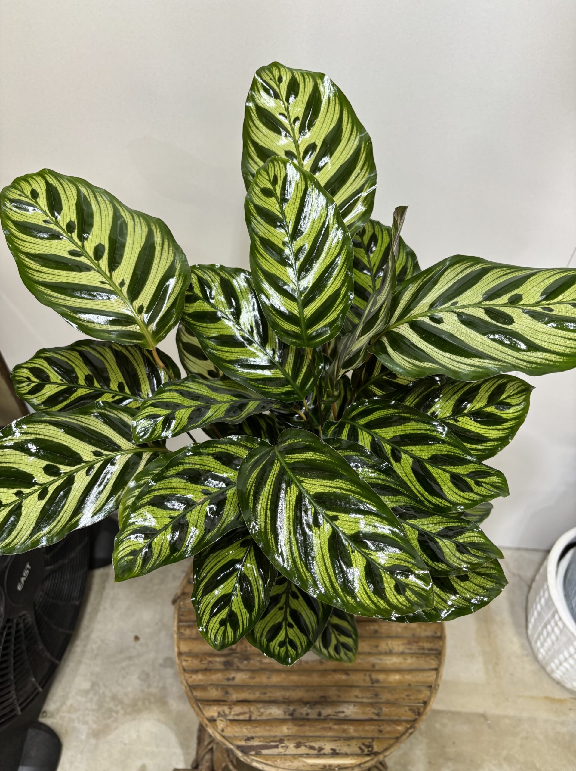 カラテア・マコヤナ　６号 - 画像 (2)