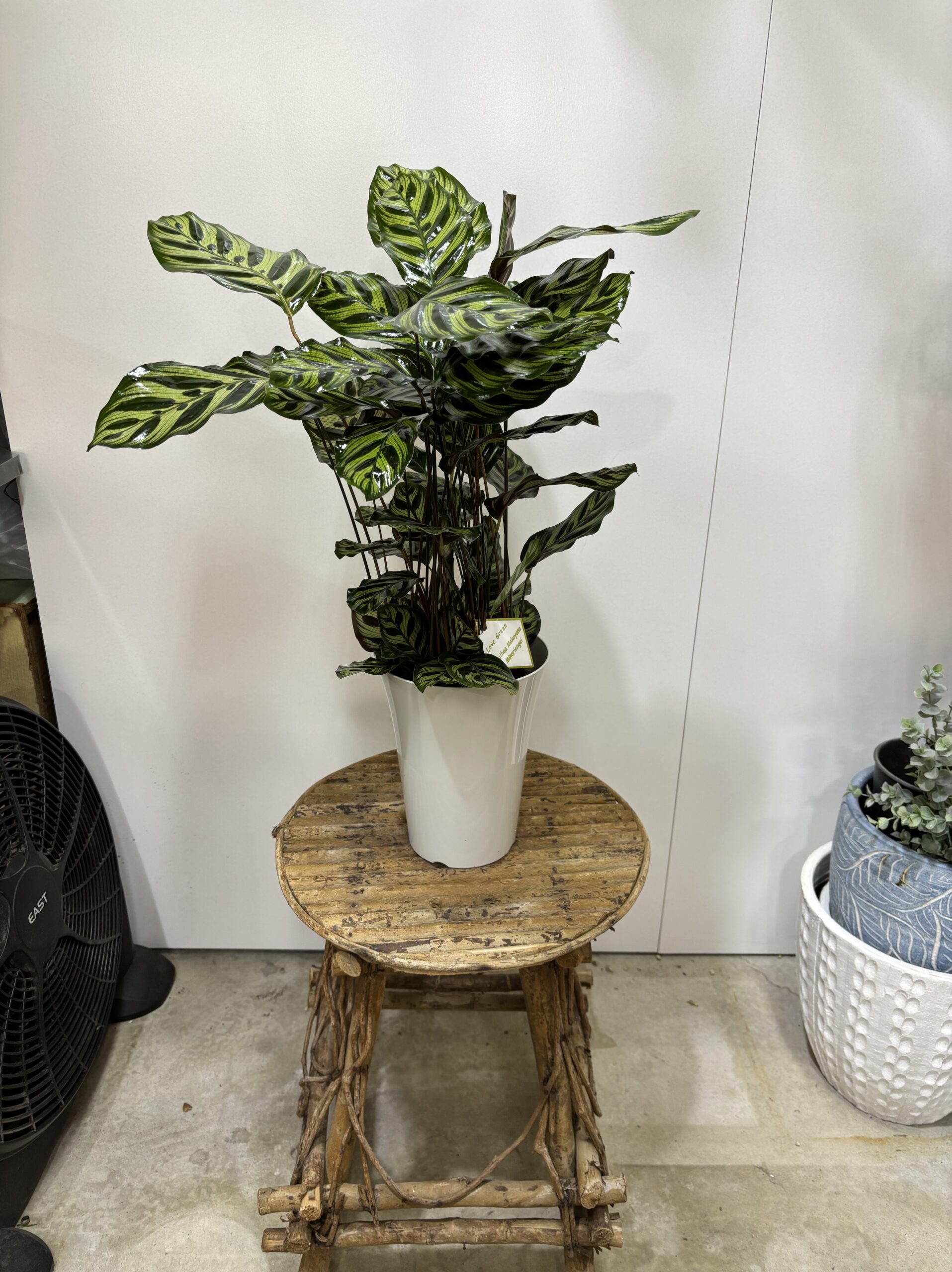 カラテア・マコヤナ　６号 - 画像 (5)