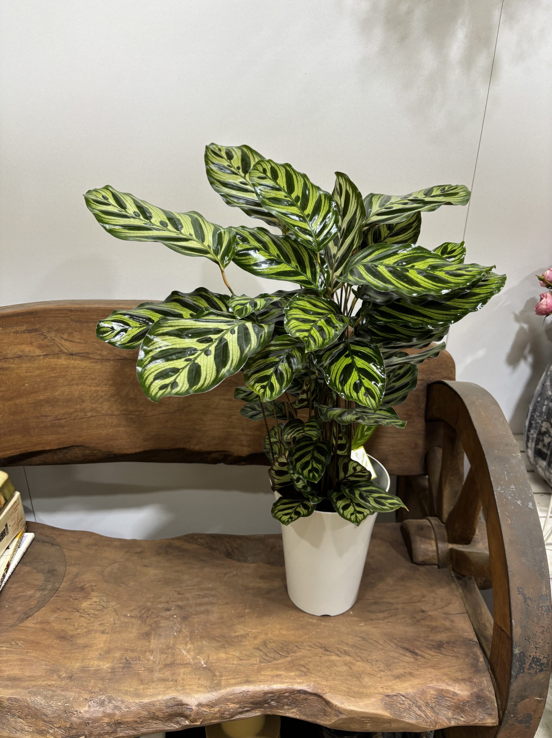 カラテア・マコヤナ　６号 - 画像 (3)