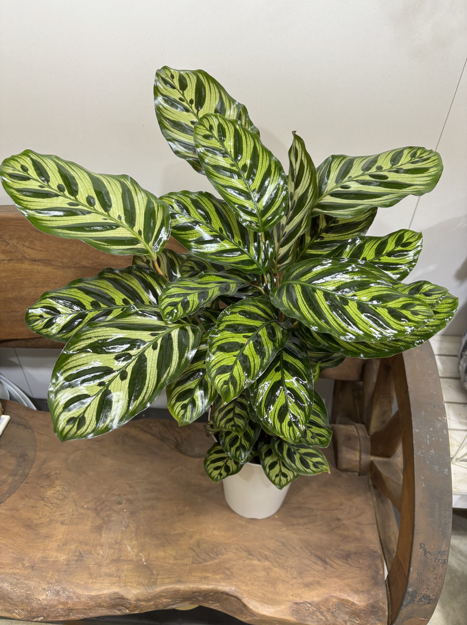 カラテア・マコヤナ　６号