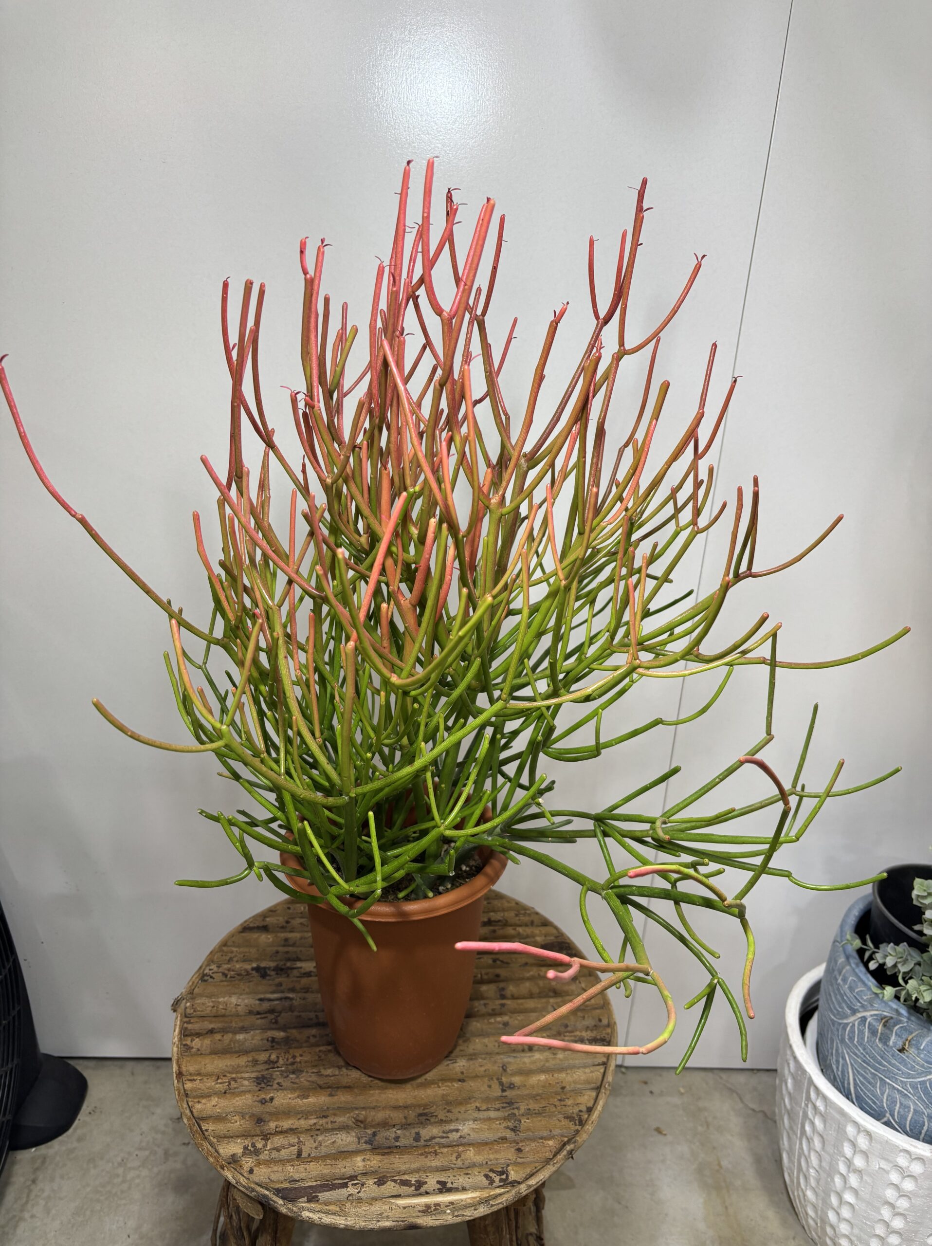 ミルクブッシュ　６号 - 画像 (7)