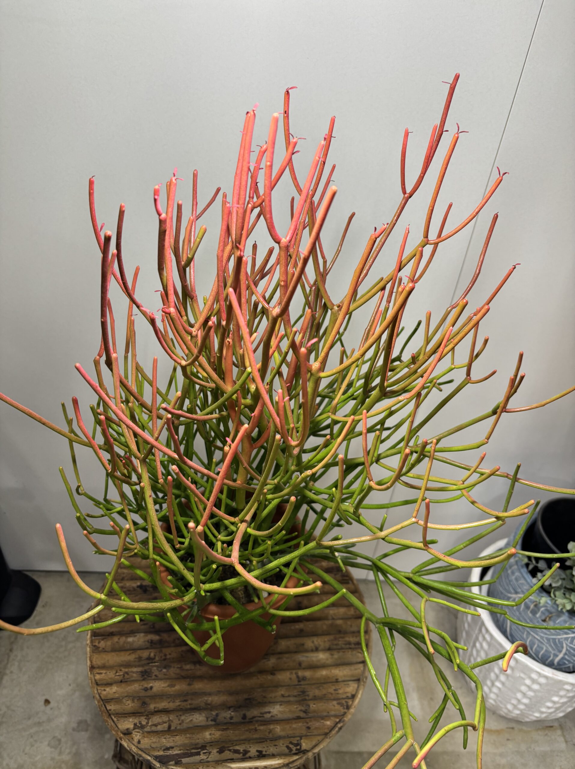 ミルクブッシュ　６号 - 画像 (2)