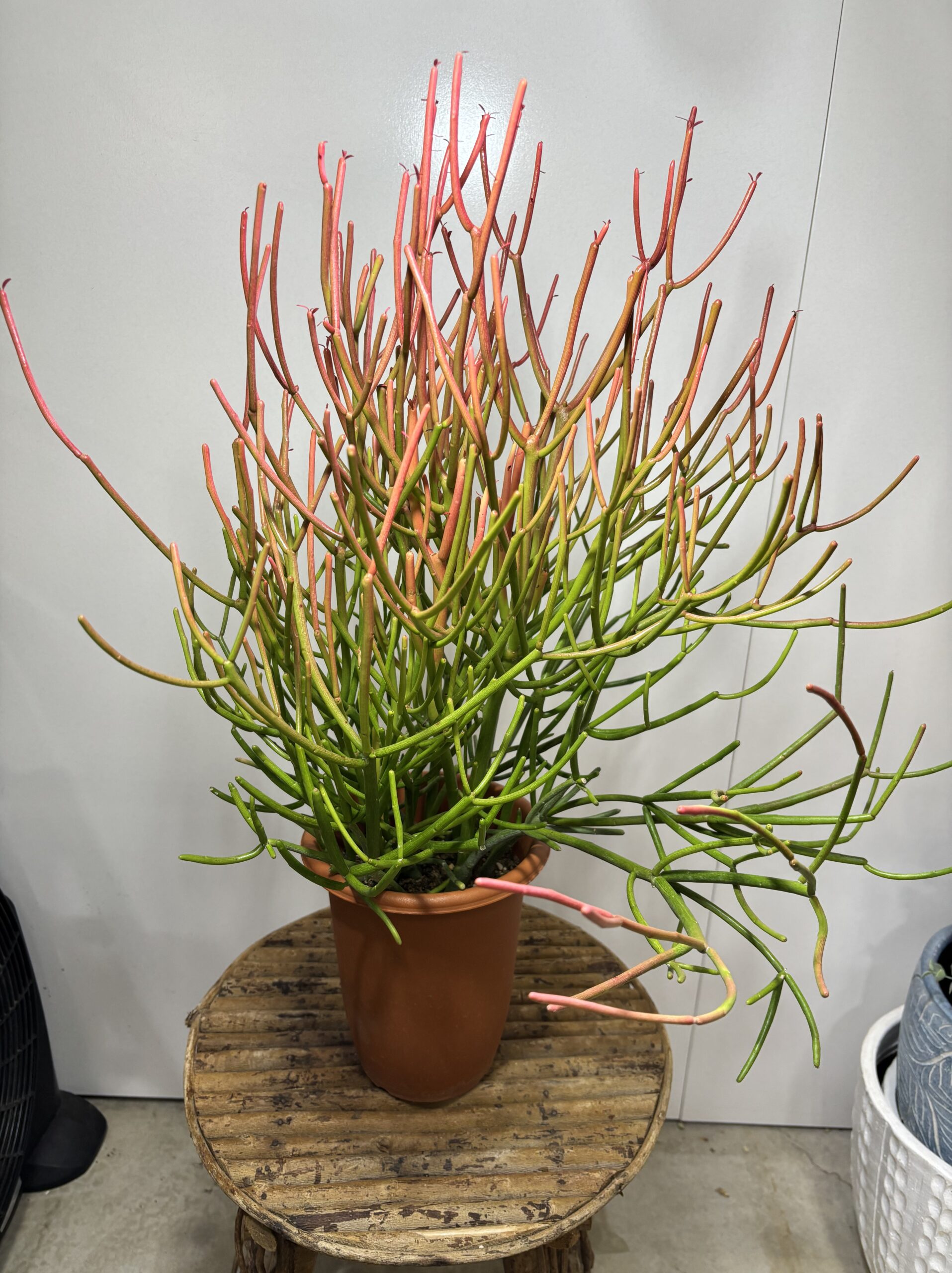 ミルクブッシュ　６号