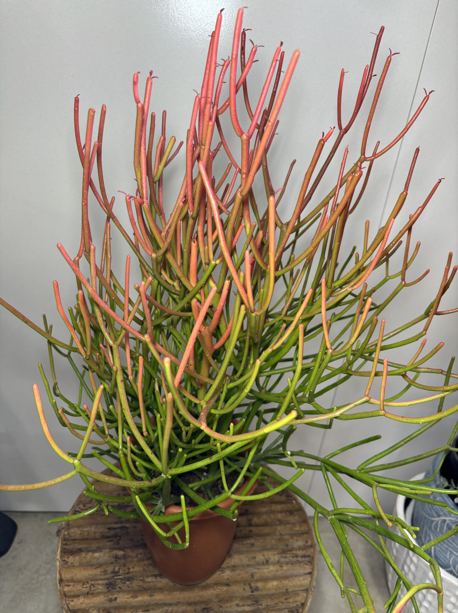 ミルクブッシュ　６号 - 画像 (3)