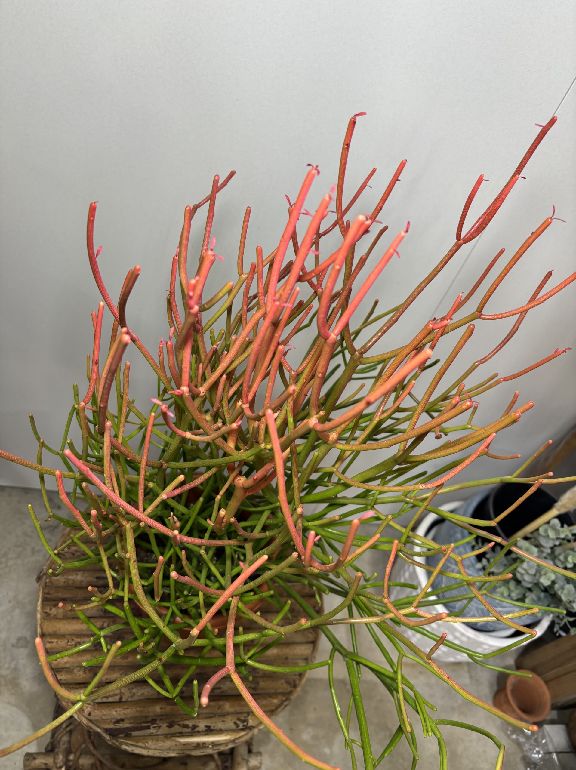 ミルクブッシュ　６号 - 画像 (4)