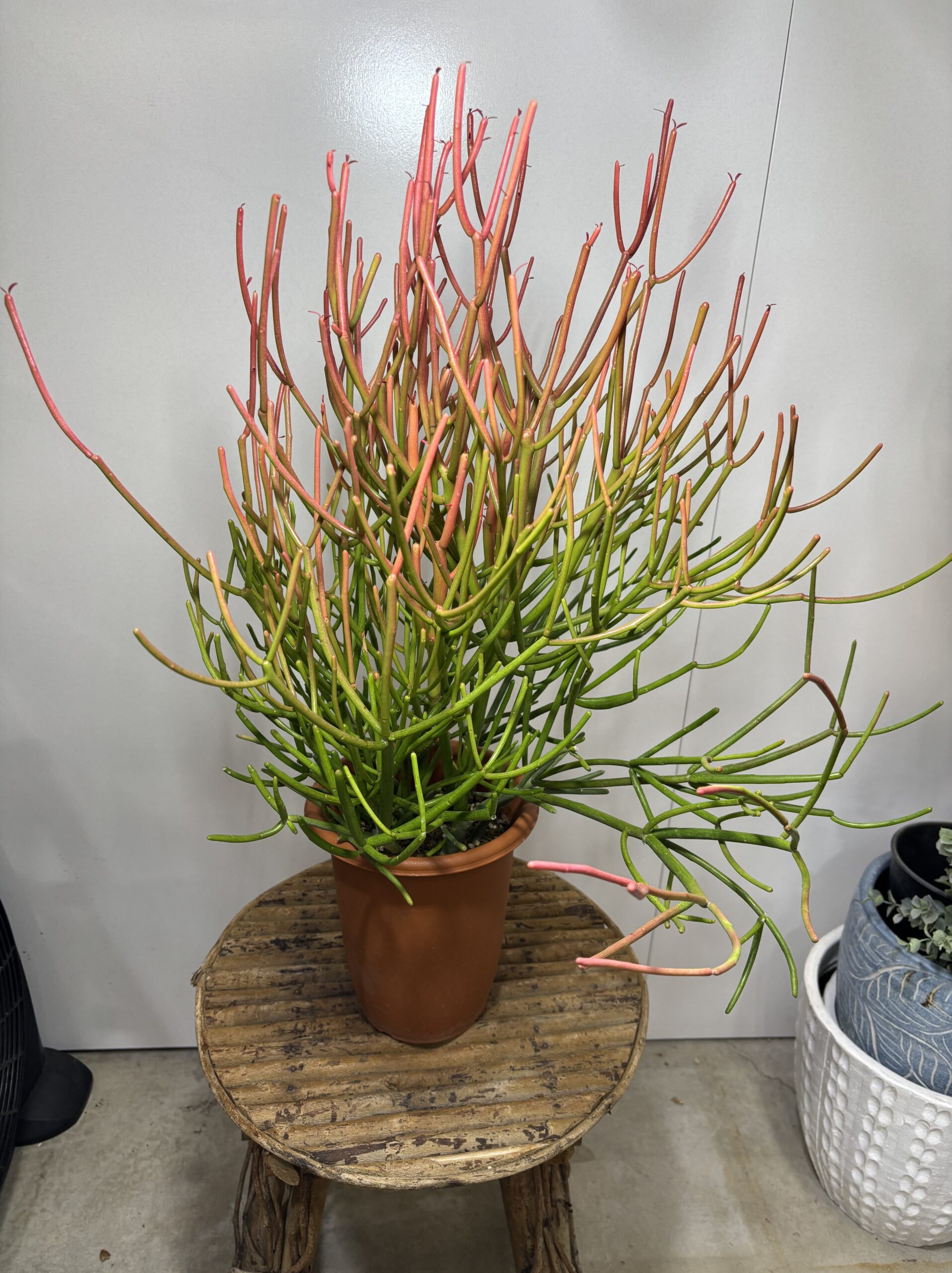 ミルクブッシュ　６号 - 画像 (5)