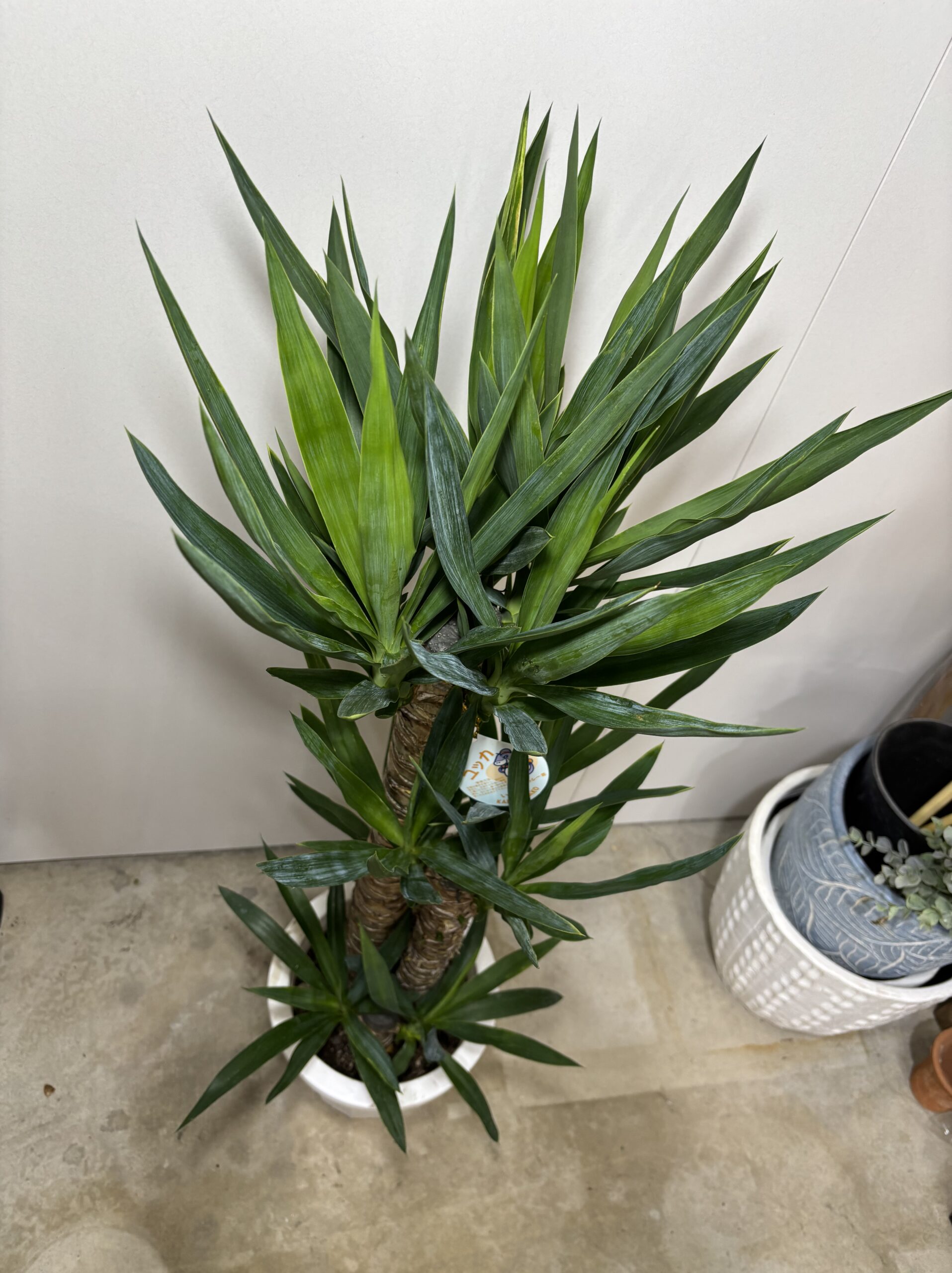 ユッカ　８号 - 画像 (7)