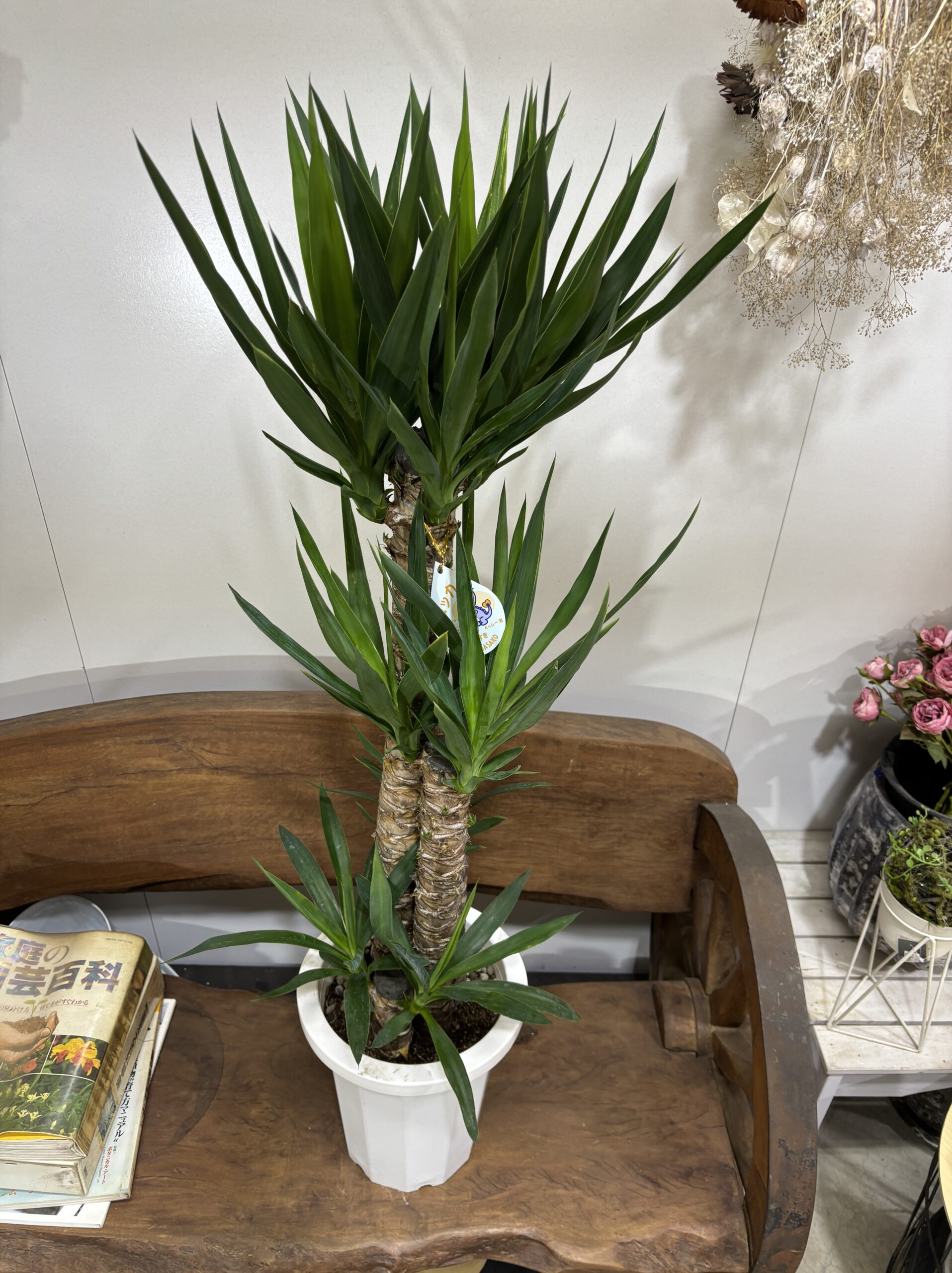 ユッカ　８号 - 画像 (2)