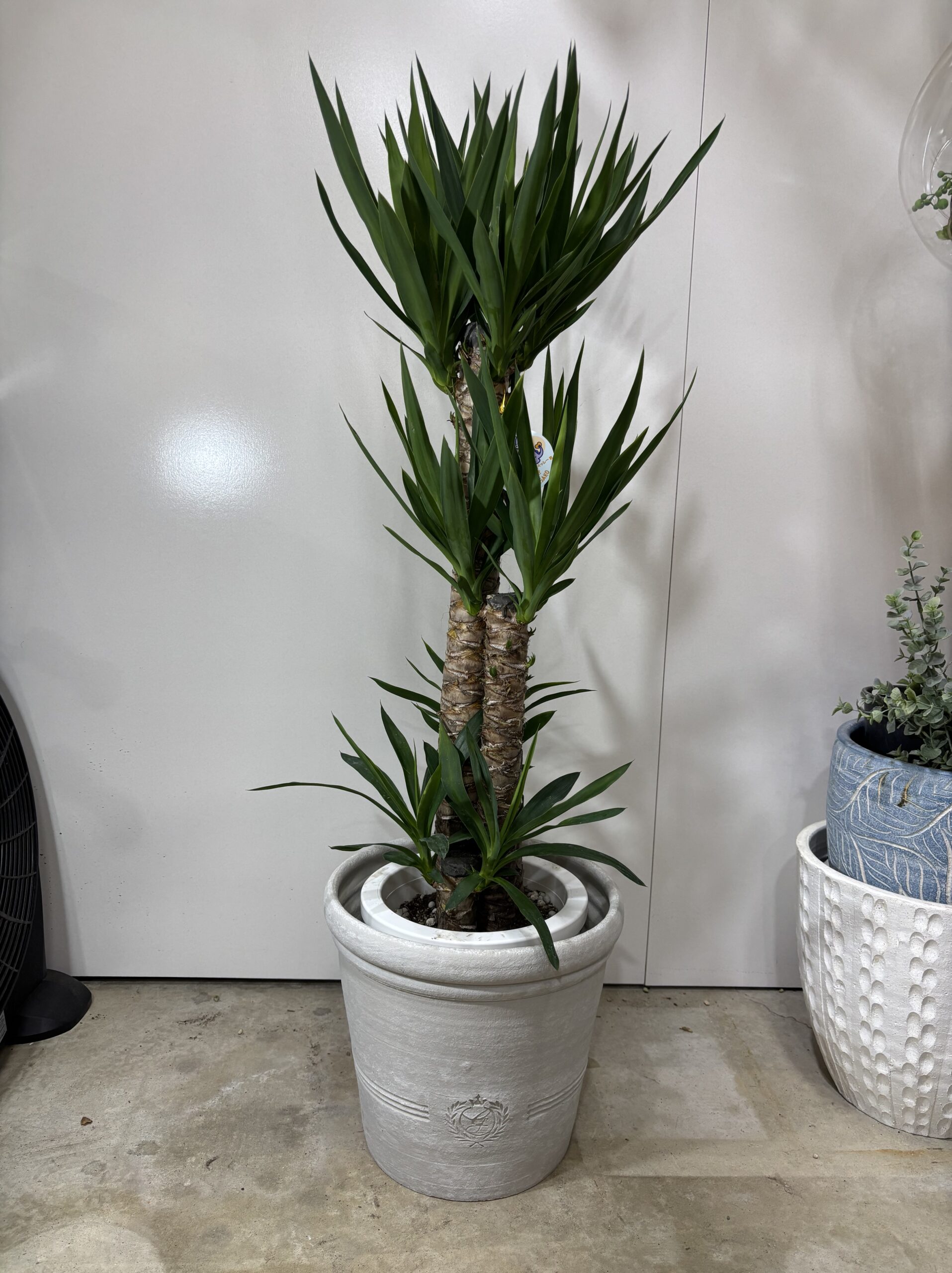 ユッカ　８号 - 画像 (3)