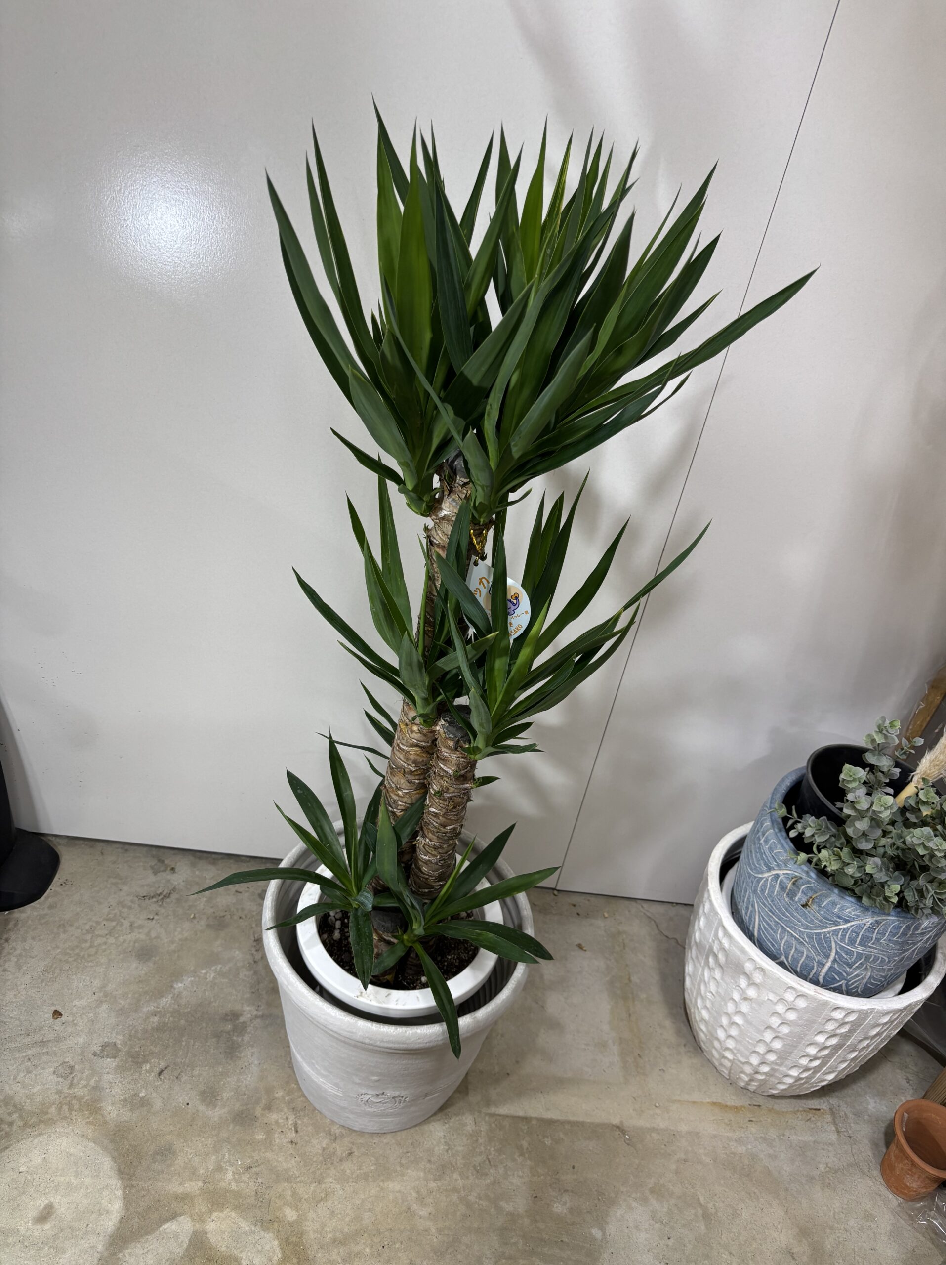 ユッカ　８号 - 画像 (4)