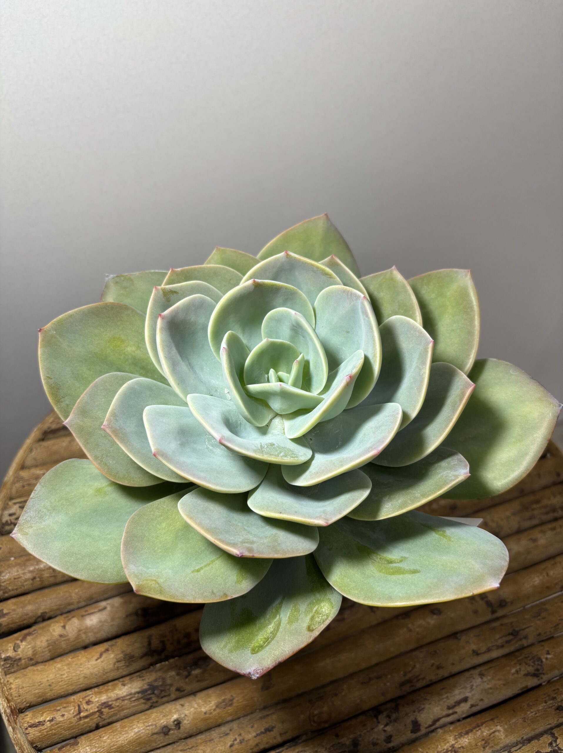 エケベリア各種　４寸 - 画像 (2)