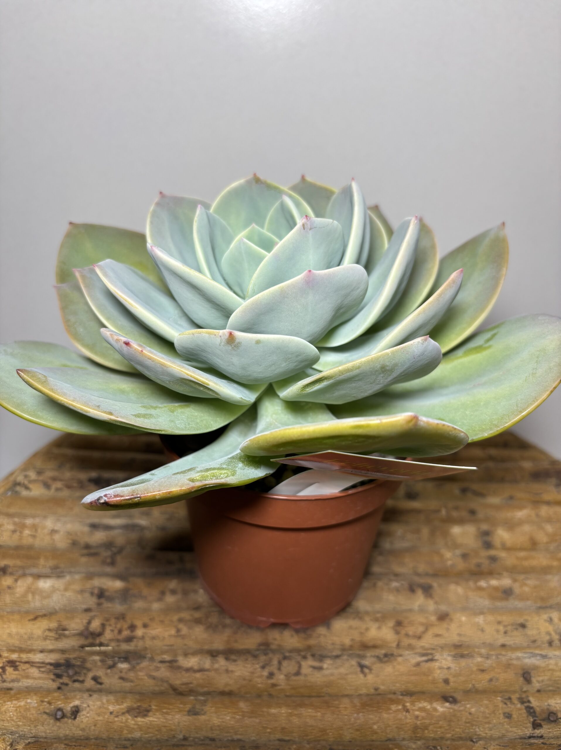 エケベリア各種　４寸 - 画像 (3)