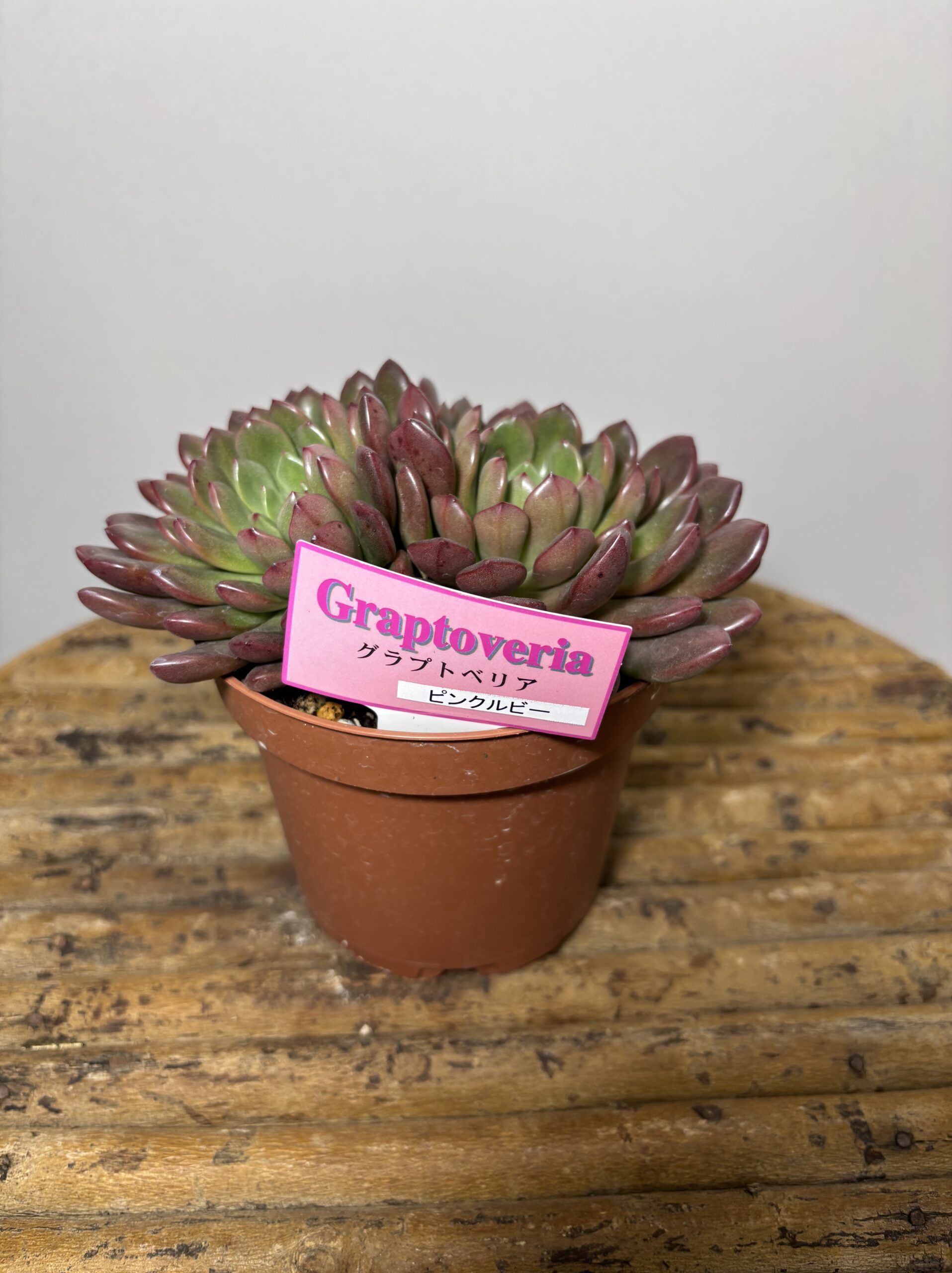 エケベリア各種　４寸 - 画像 (4)