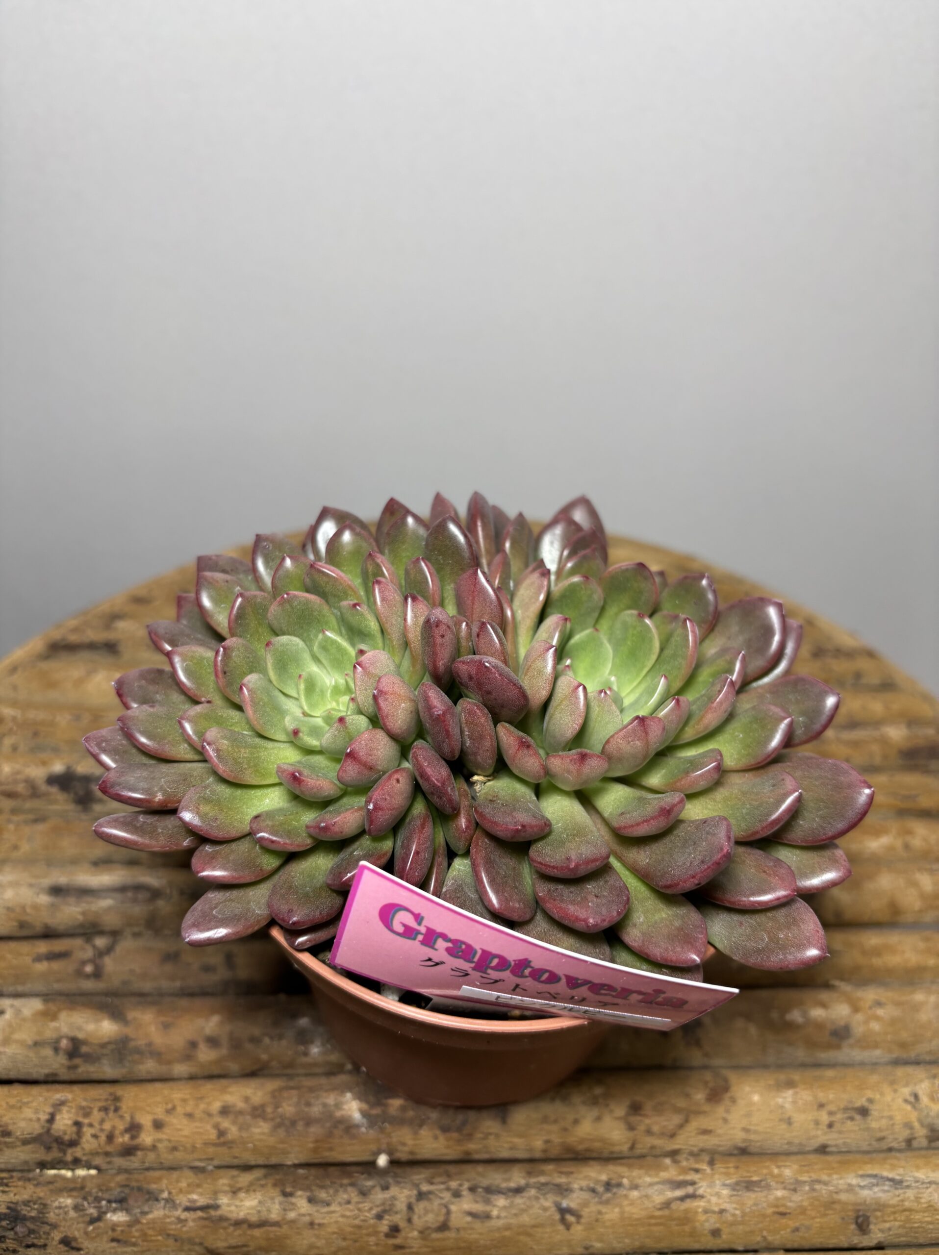 エケベリア各種　４寸 - 画像 (5)