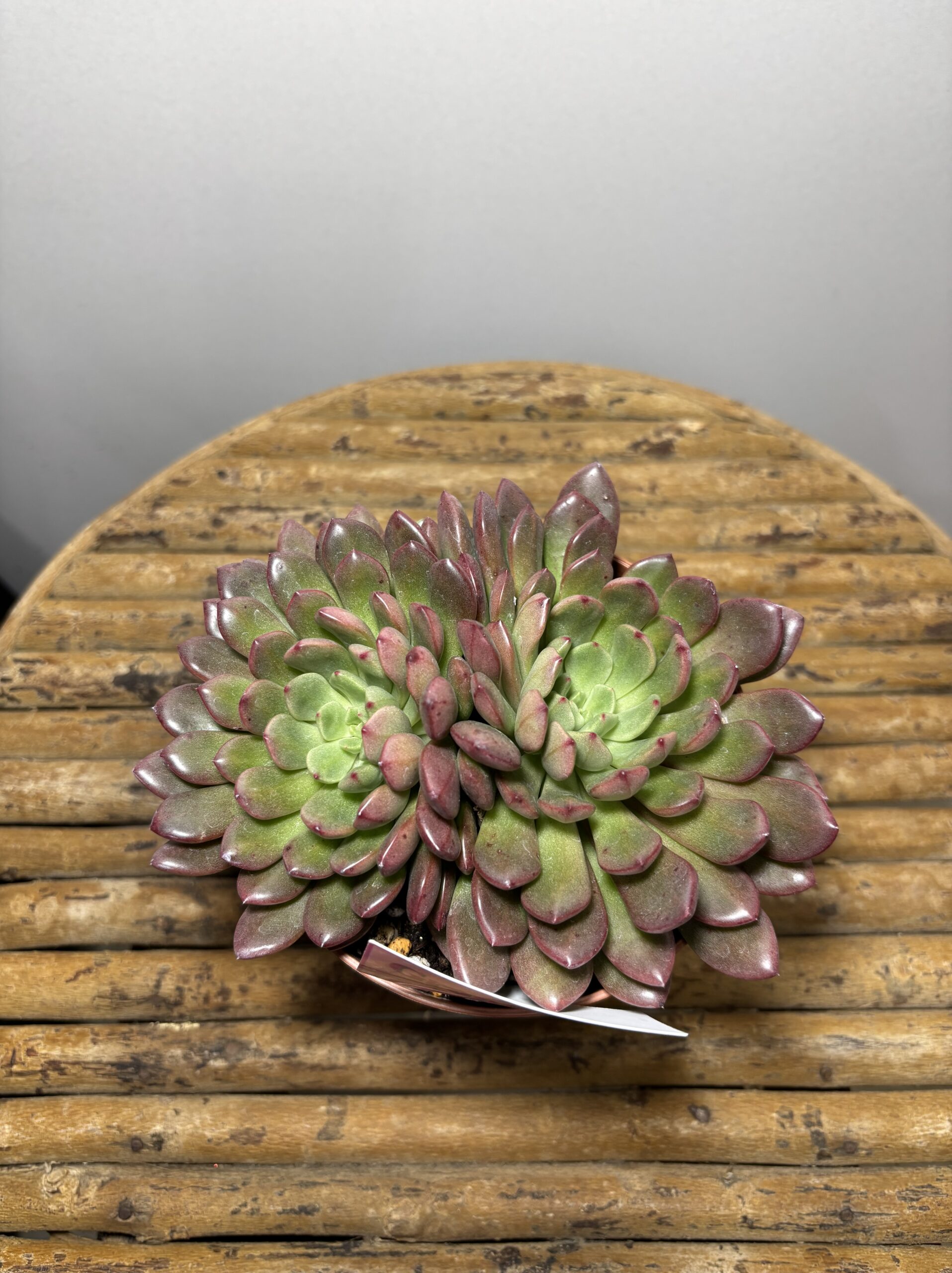 エケベリア各種　４寸 - 画像 (6)