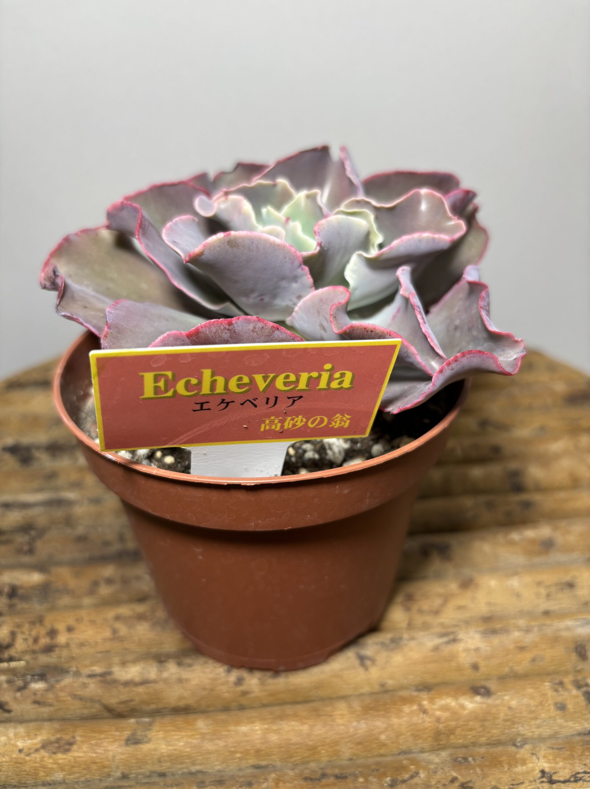 エケベリア各種　４寸 - 画像 (7)
