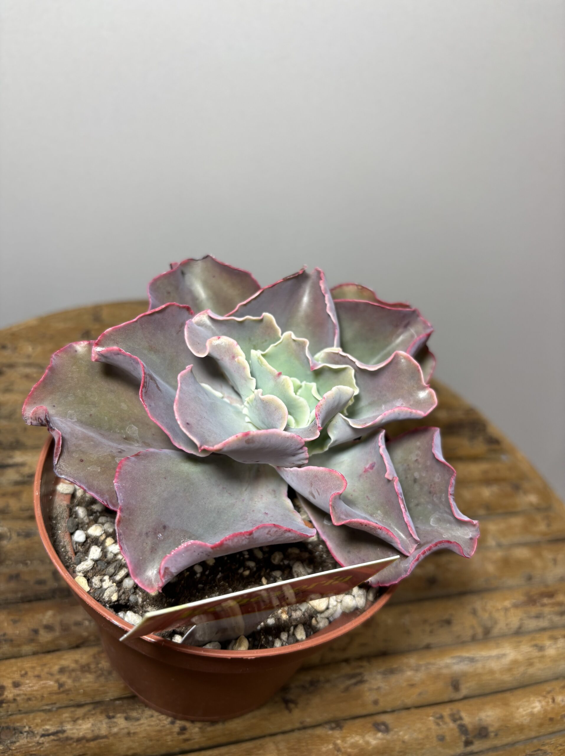 エケベリア各種　４寸 - 画像 (8)