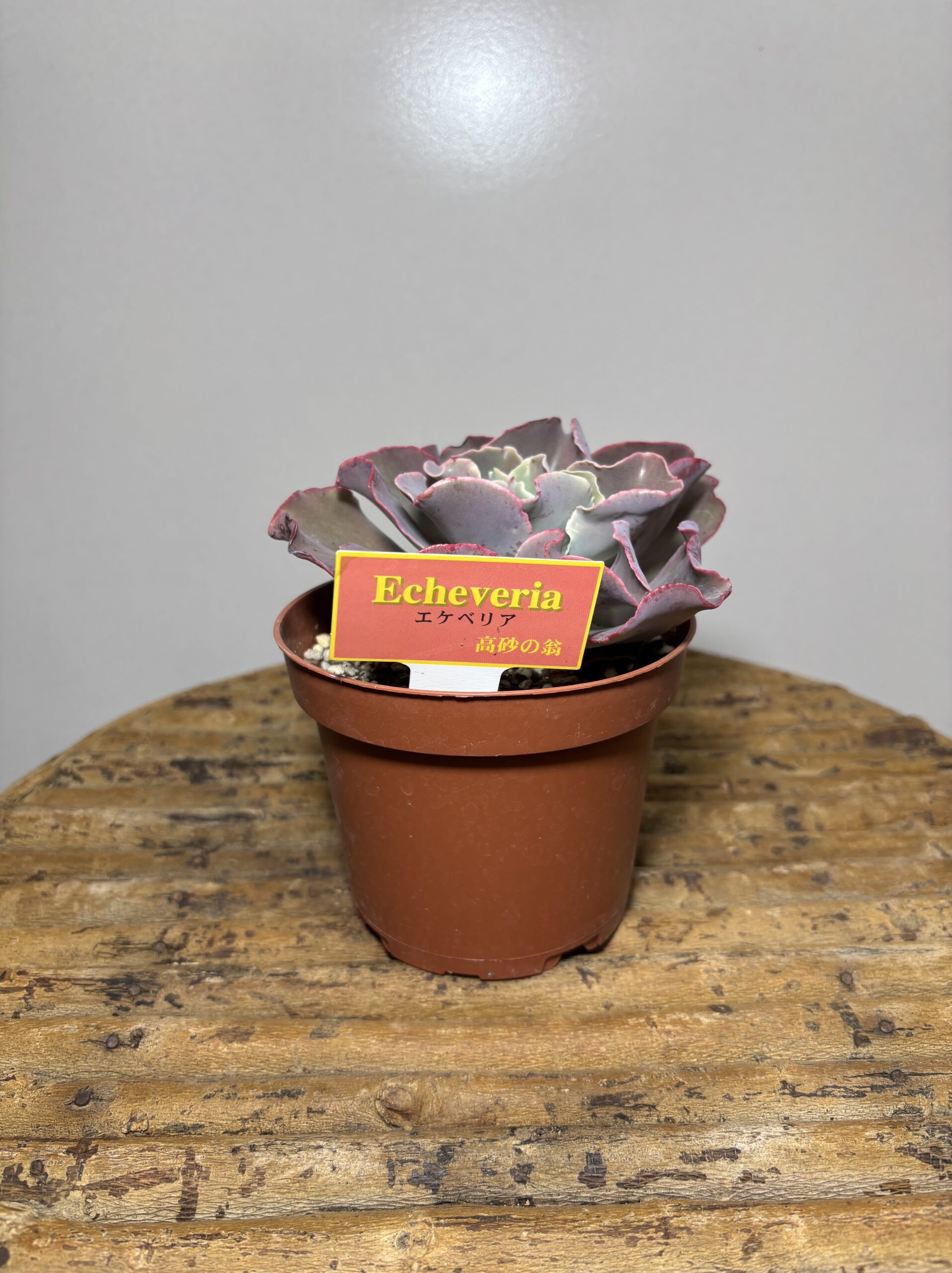 エケベリア各種　４寸 - 画像 (9)