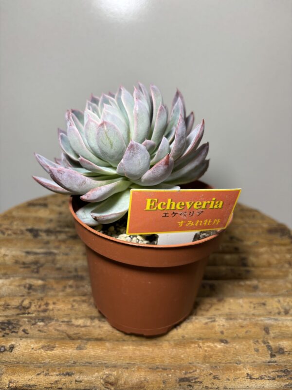 エケベリア各種 4寸 | Plants Shop Big Smile 通販