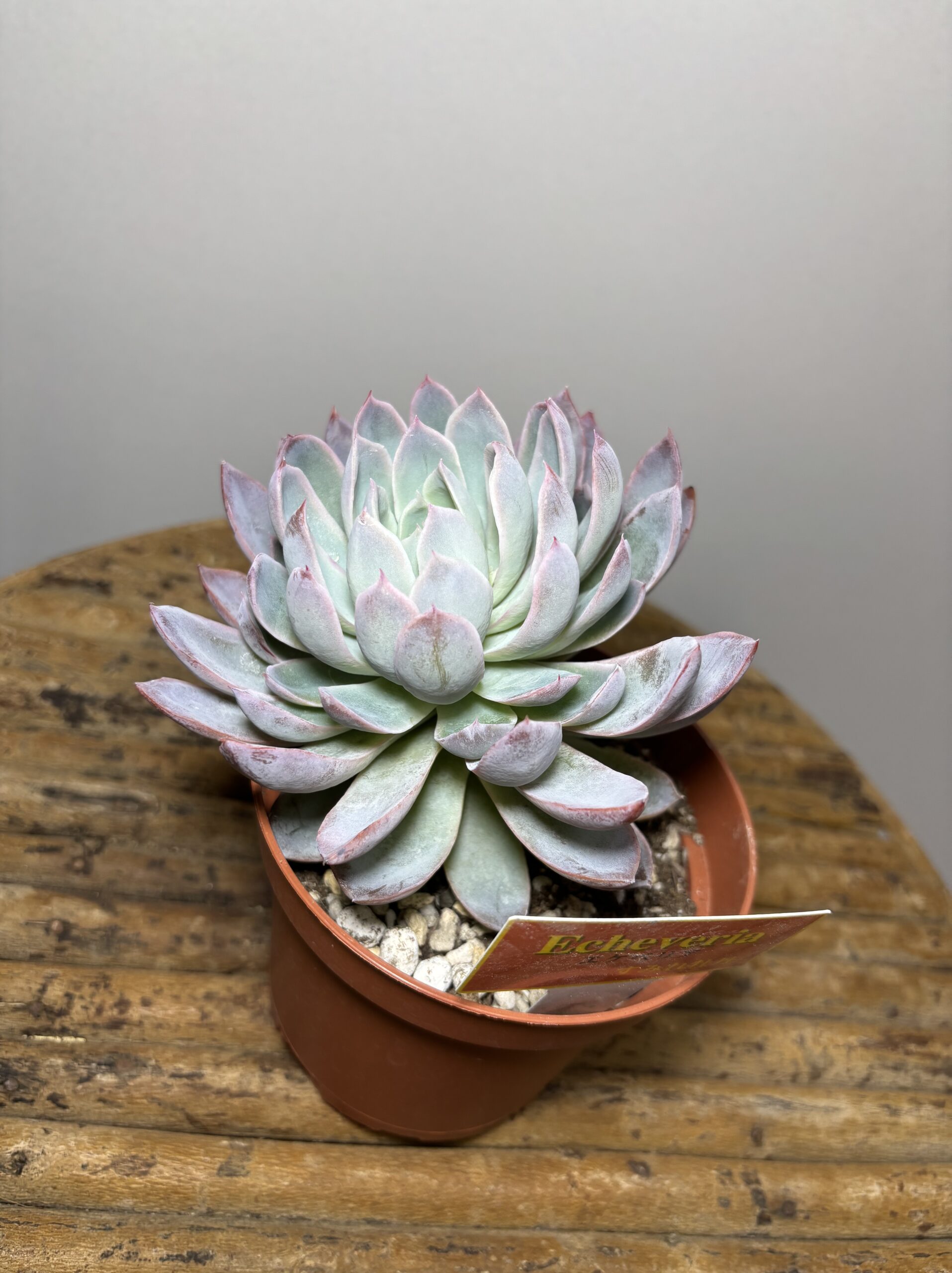 エケベリア各種　４寸 - 画像 (11)