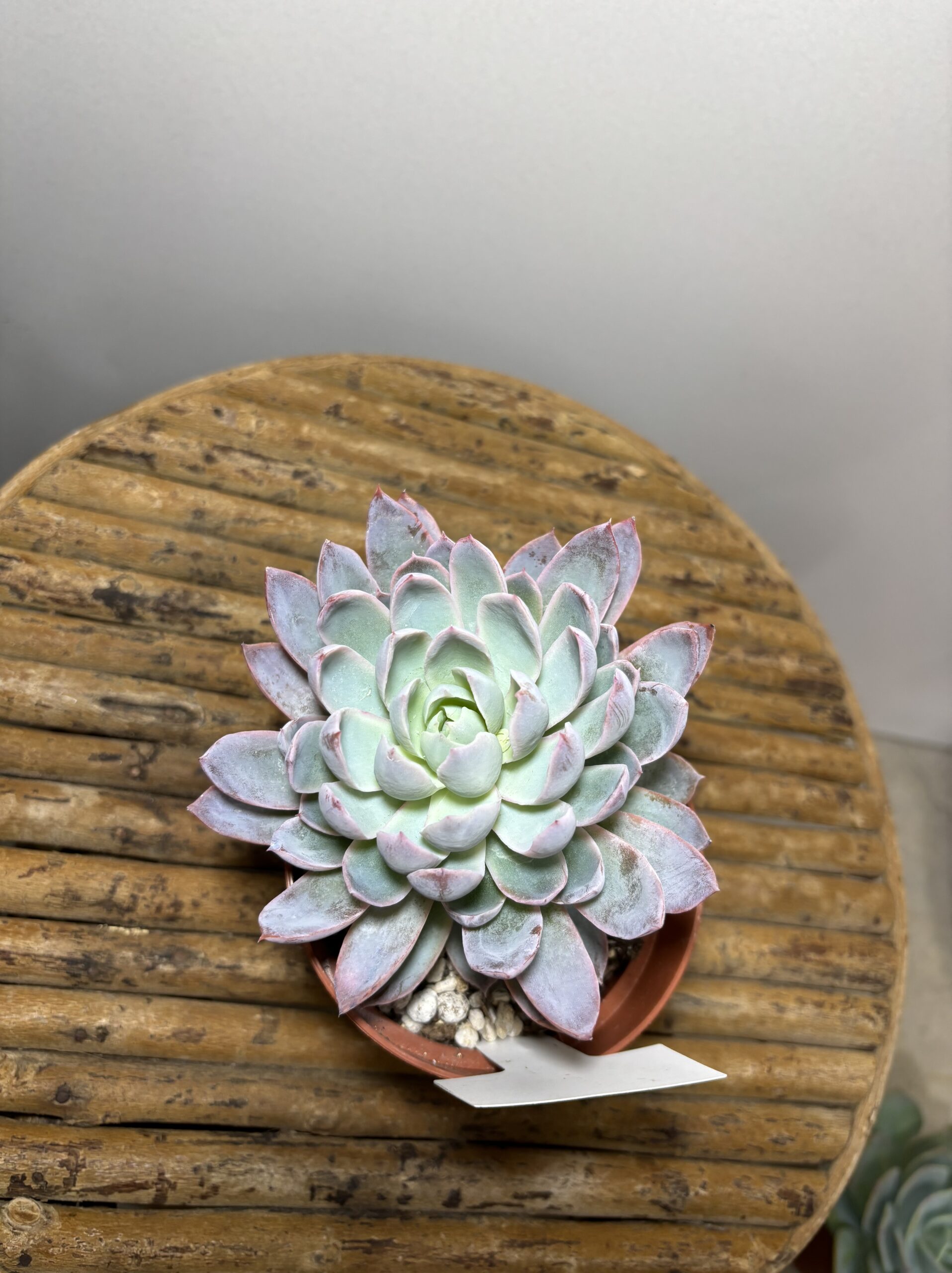 エケベリア各種　４寸 - 画像 (12)