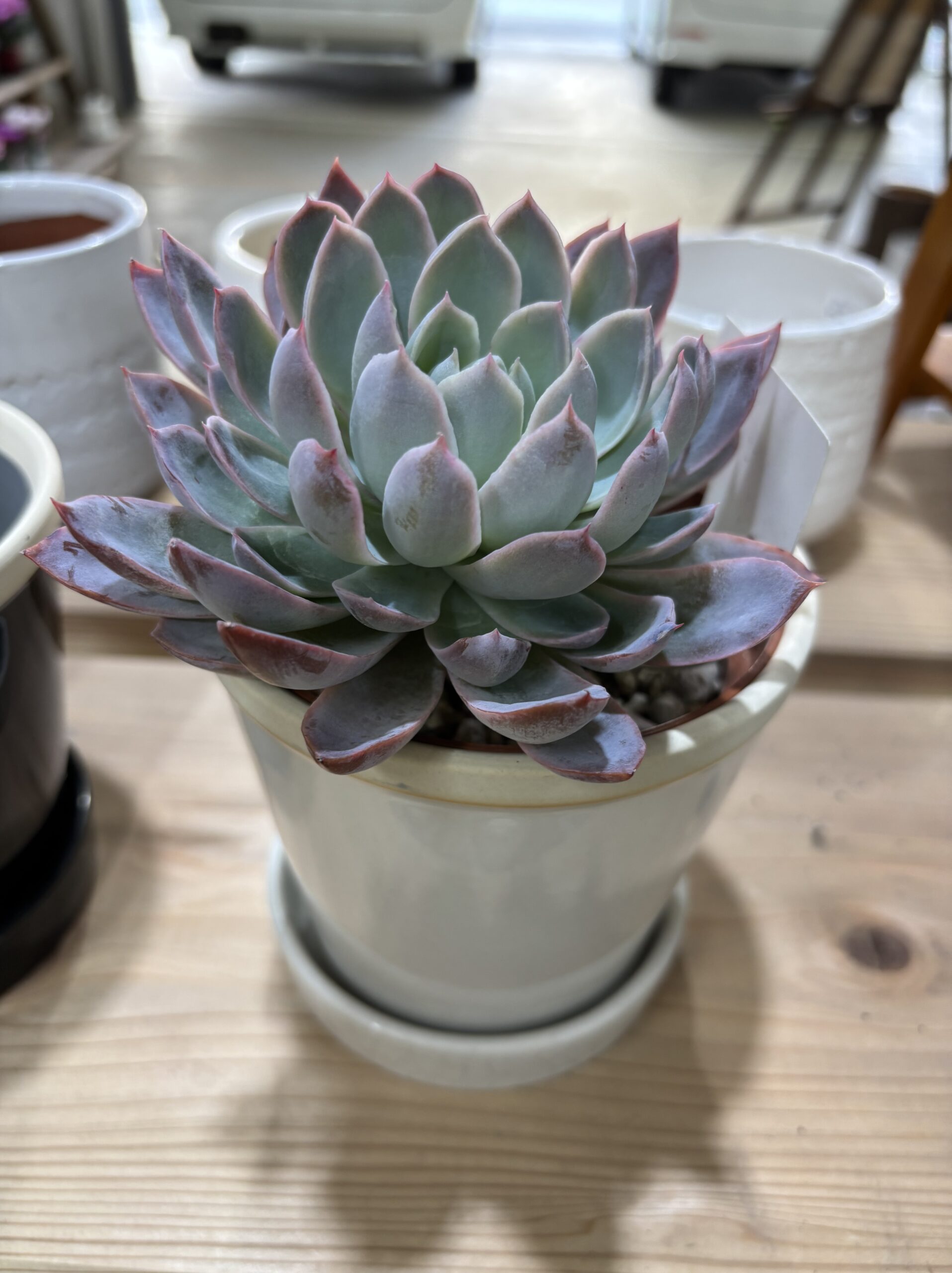 エケベリア各種　４寸 - 画像 (13)