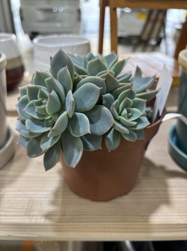 エケベリア各種 4寸 | Plants Shop Big Smile 通販