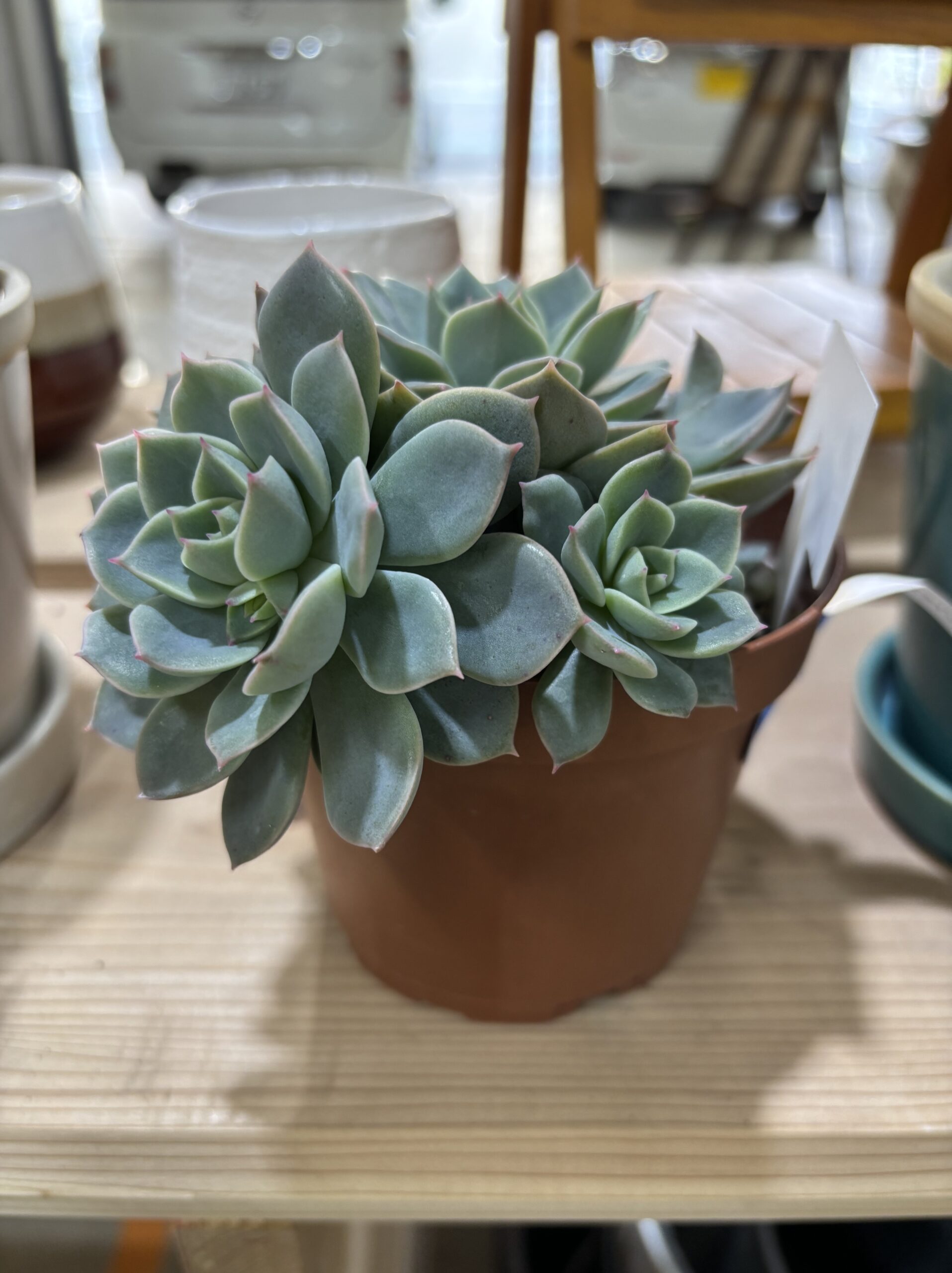 エケベリア各種　４寸 - 画像 (14)